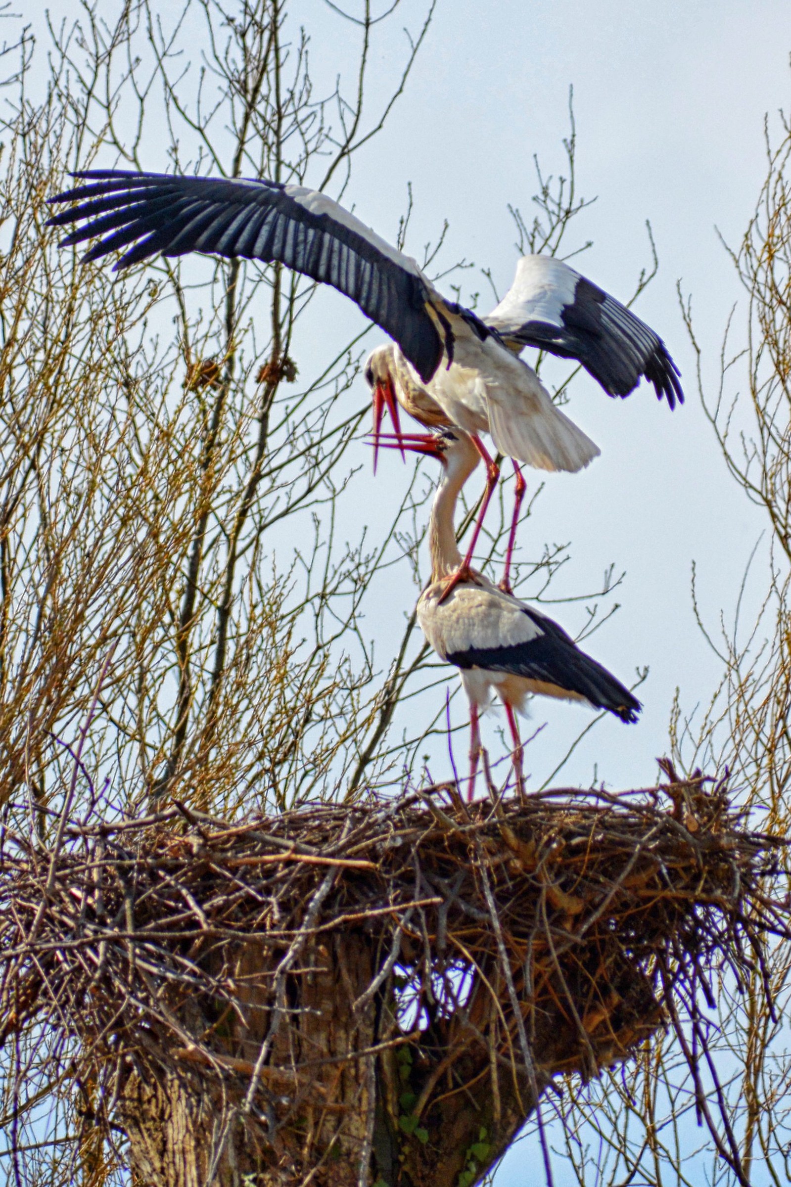 storks