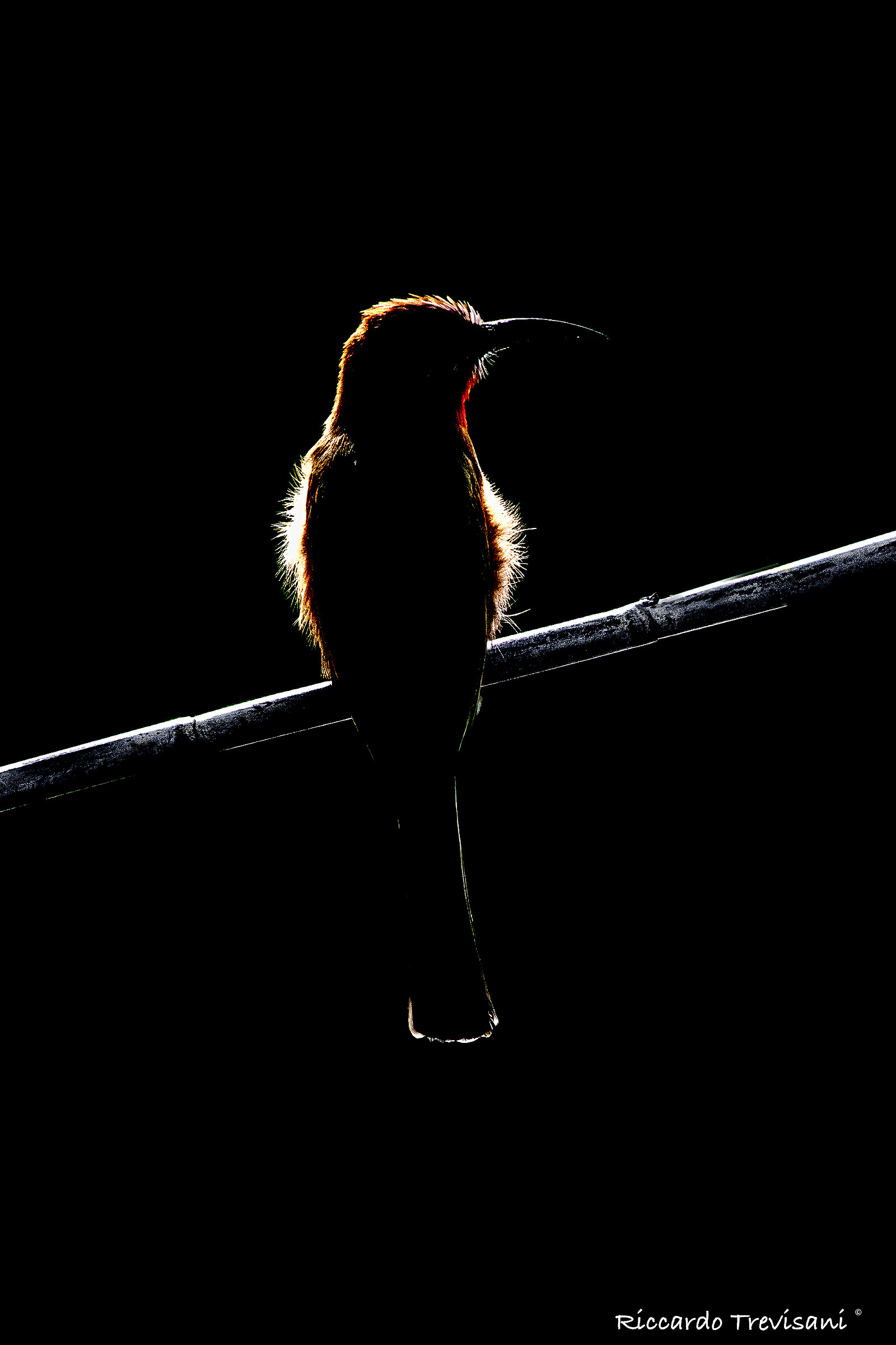 white fronted bee eater (backlights)