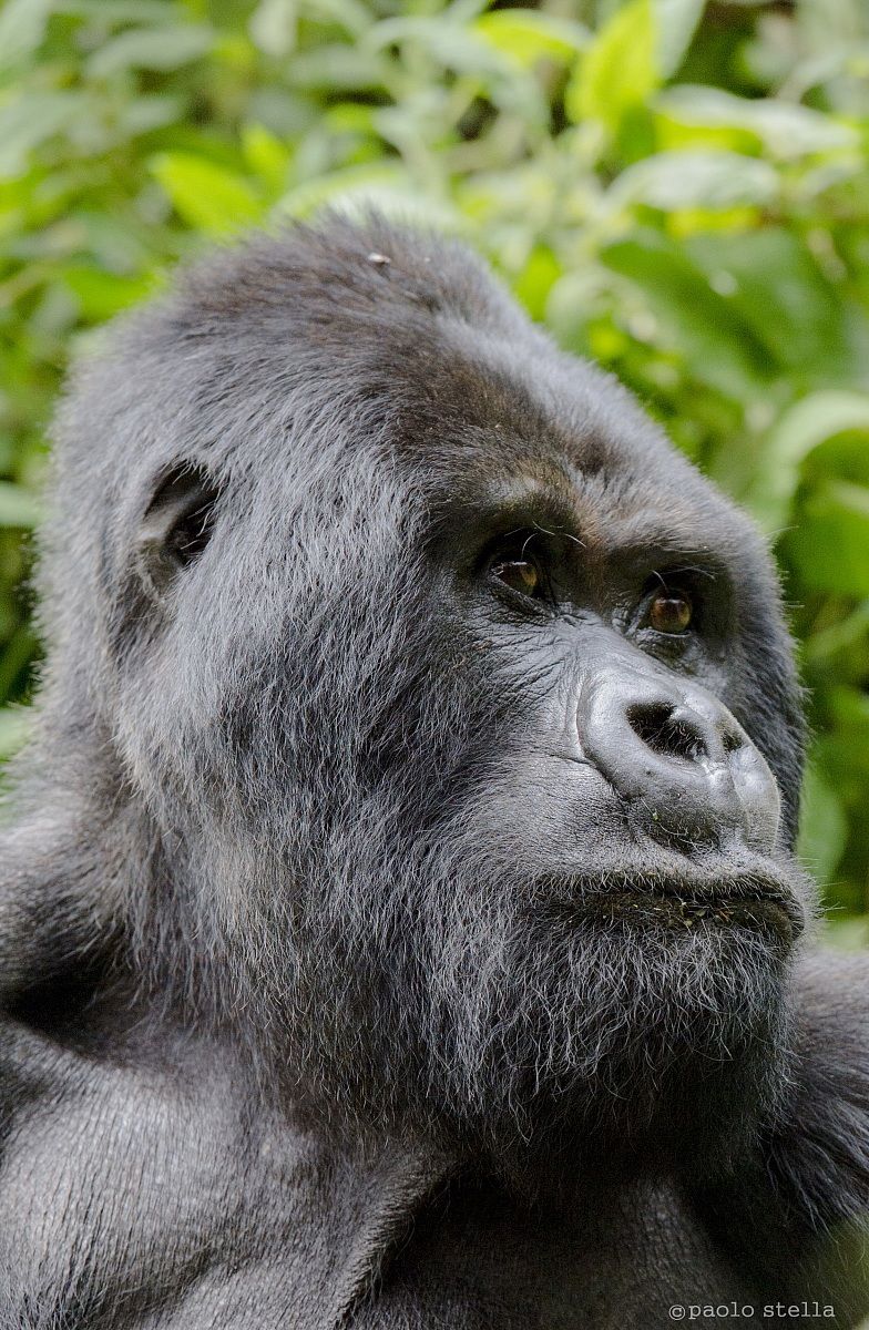 i am Guhonda, the Sir