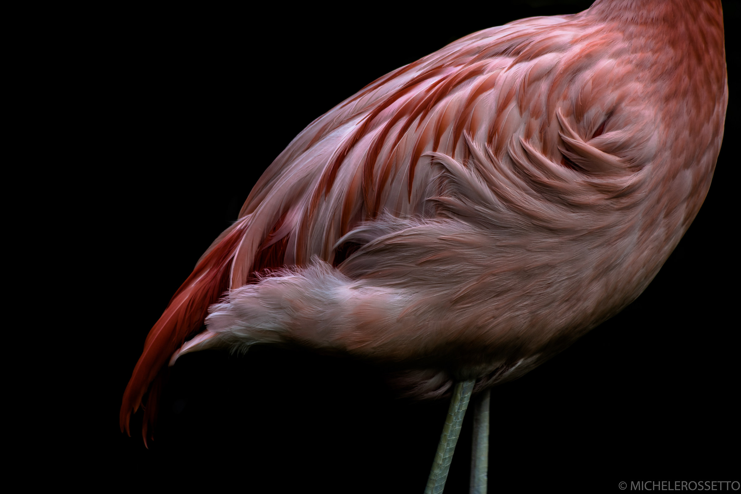 Pink flamingo