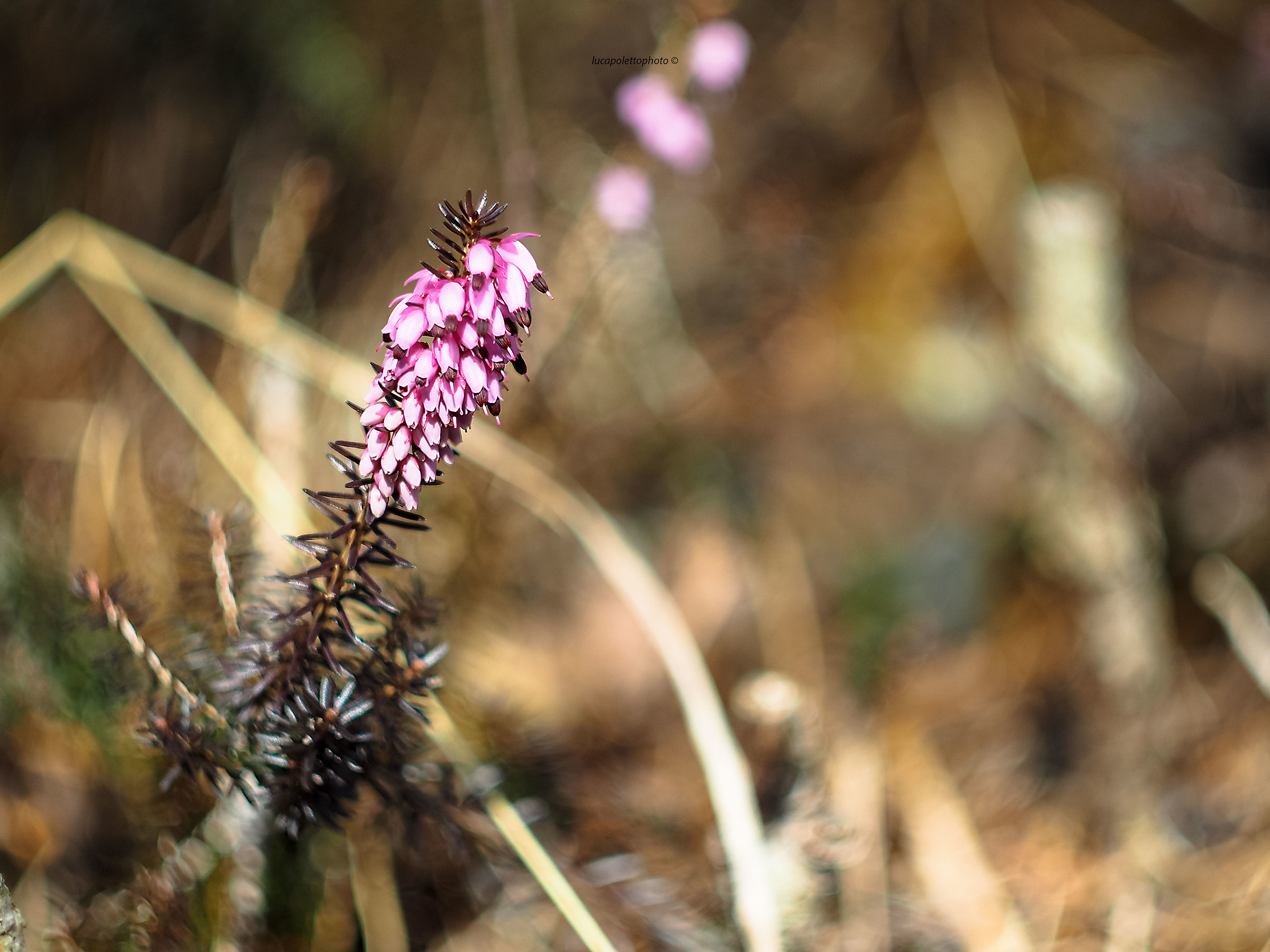 fiori di montagna