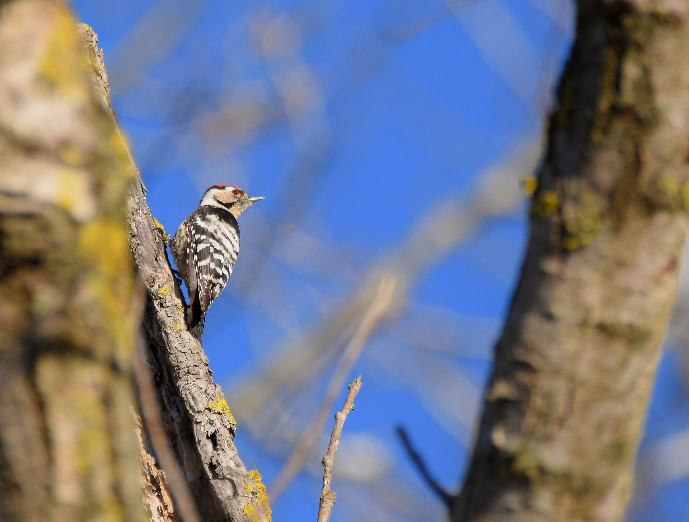Picchio Rosso Minore