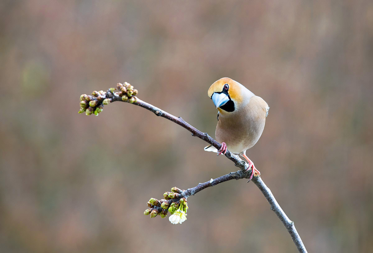 Hawfinch 2