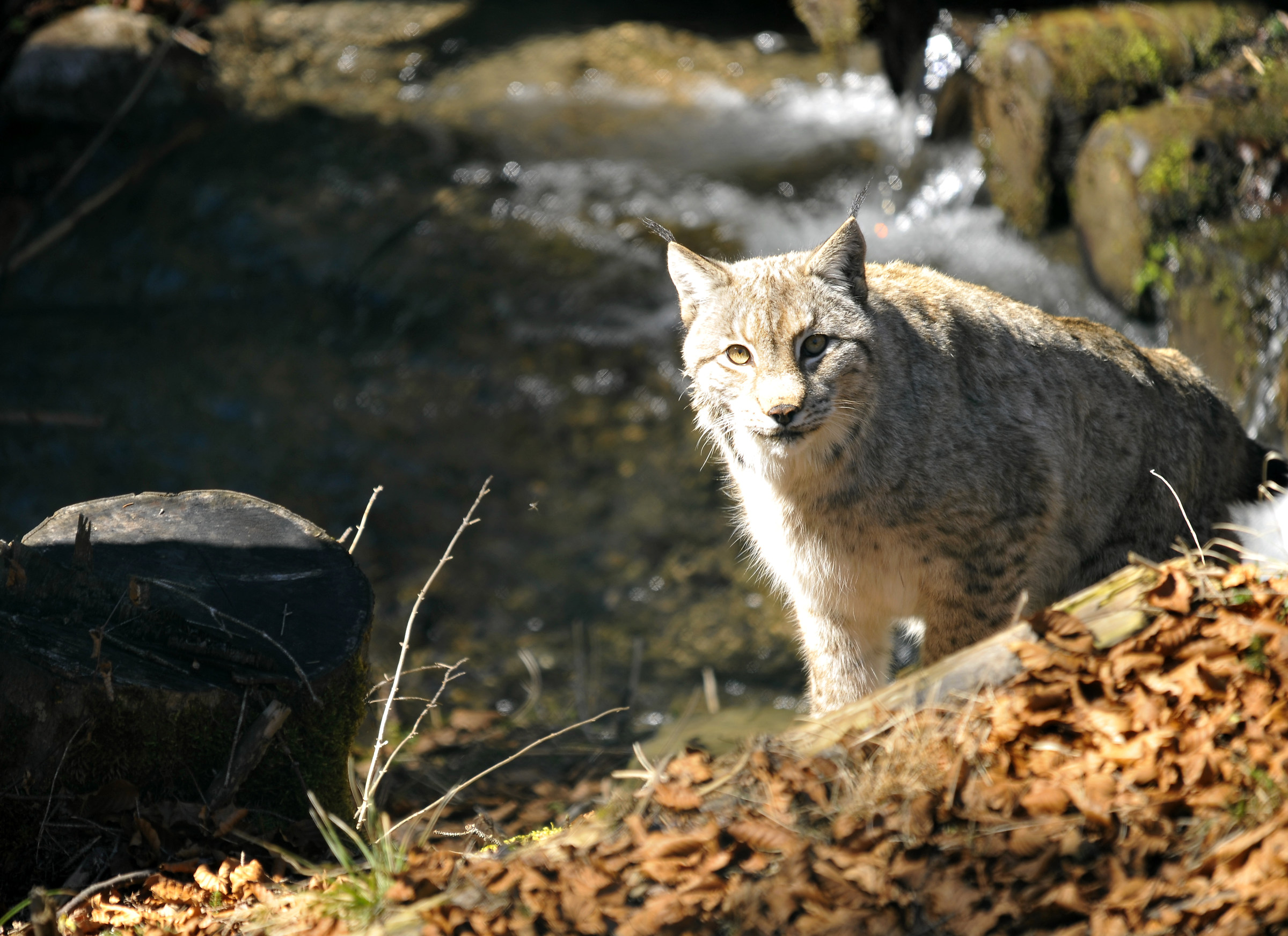 European lynx