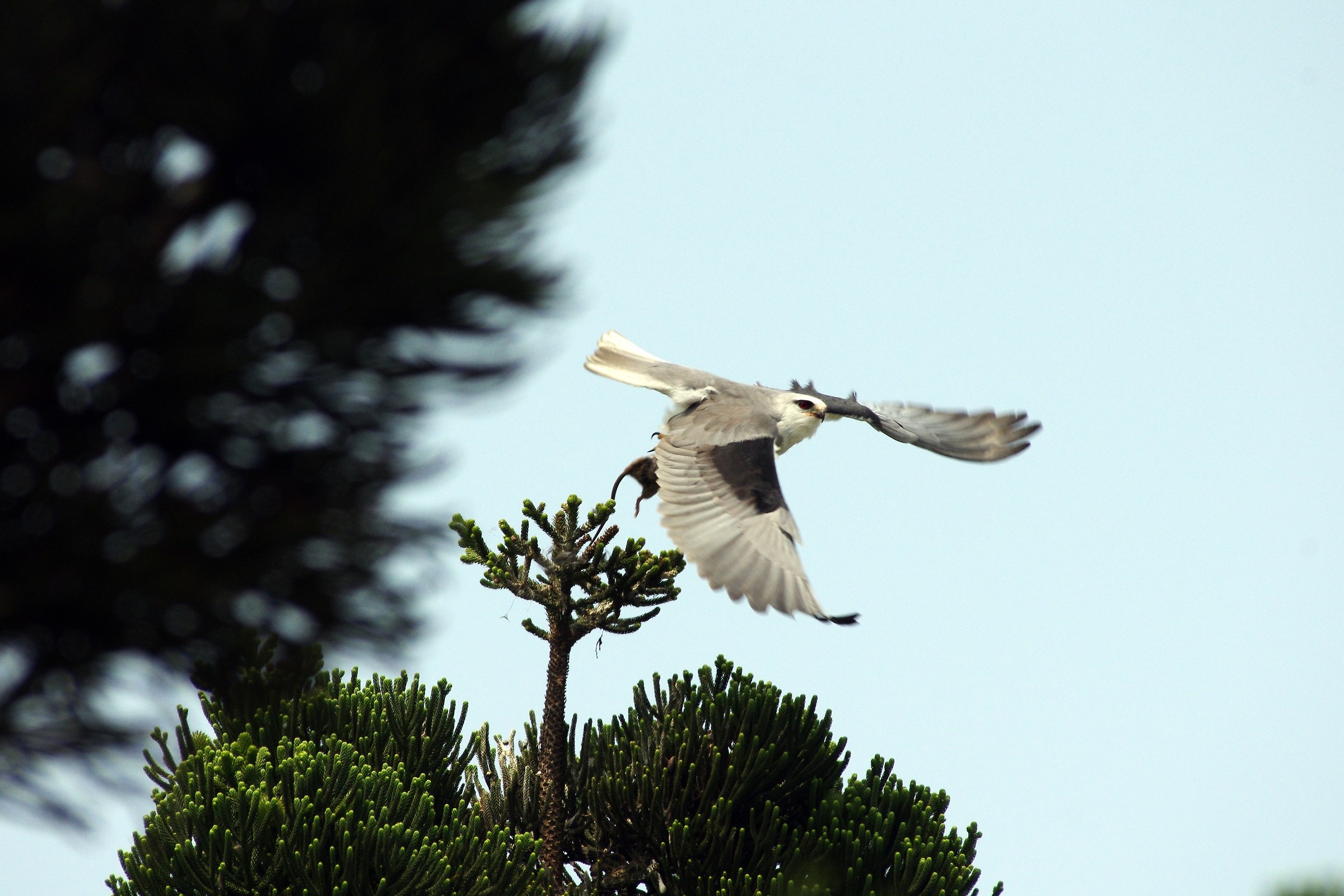 Black-shouldered kite