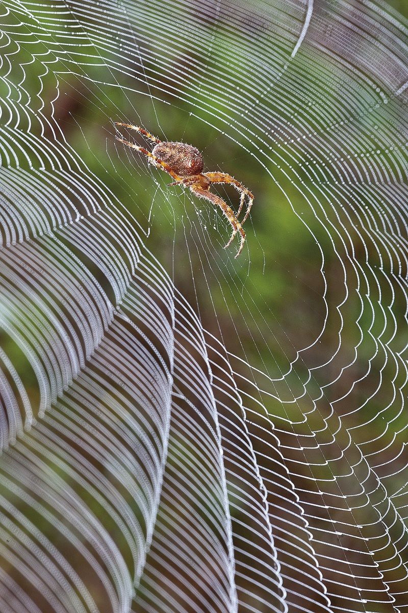 The web