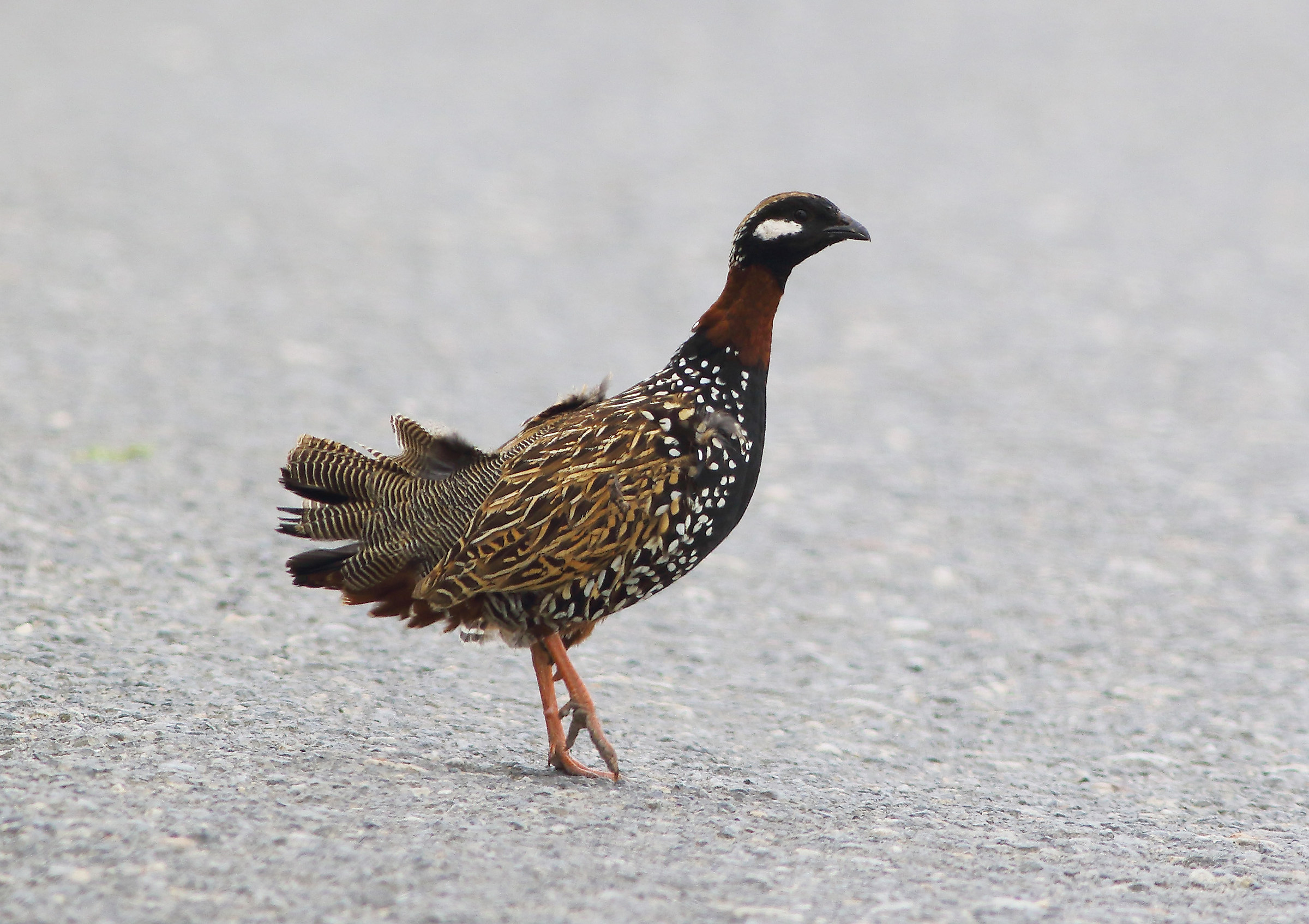 Black Francolin