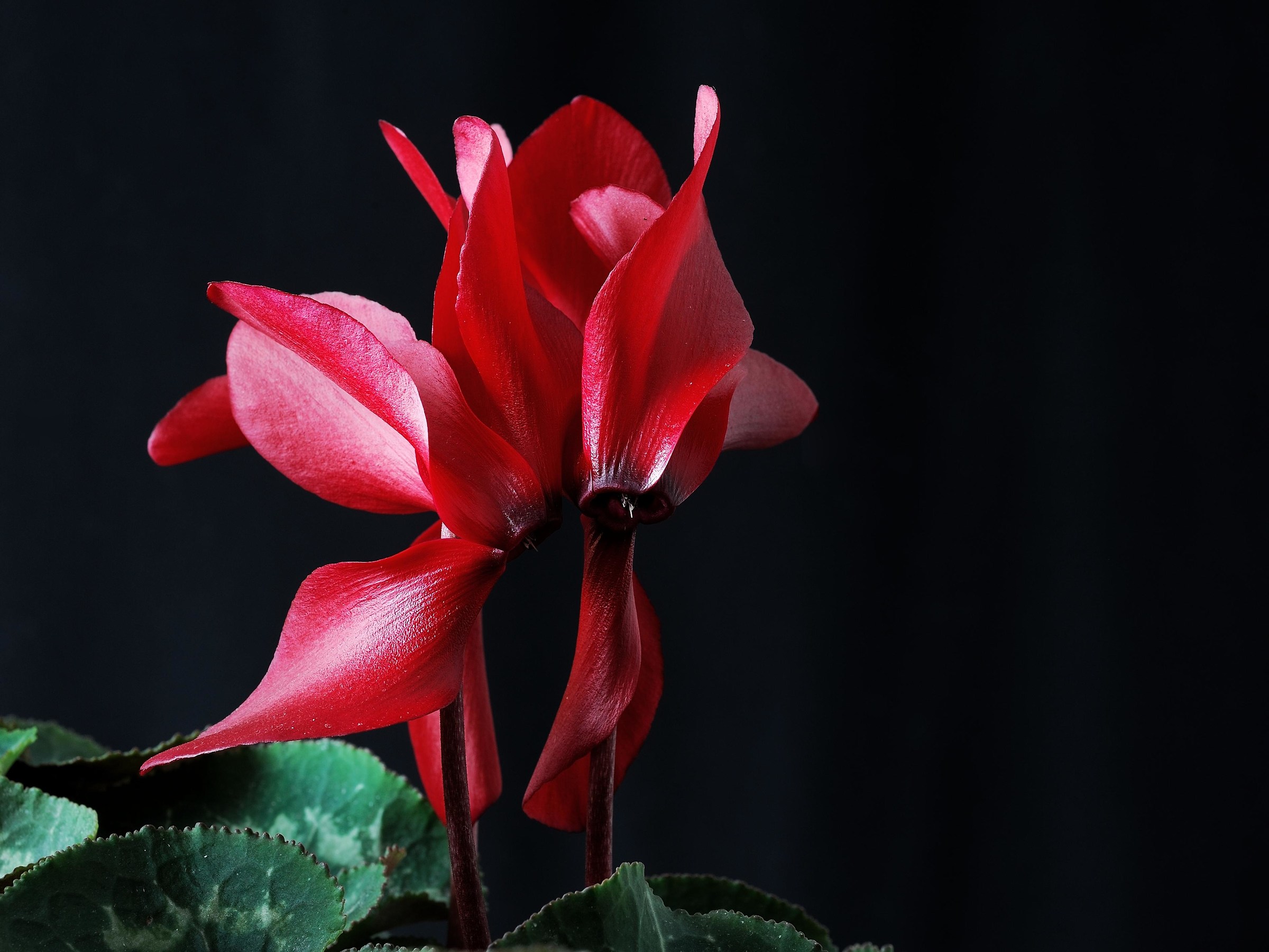Cyclamen