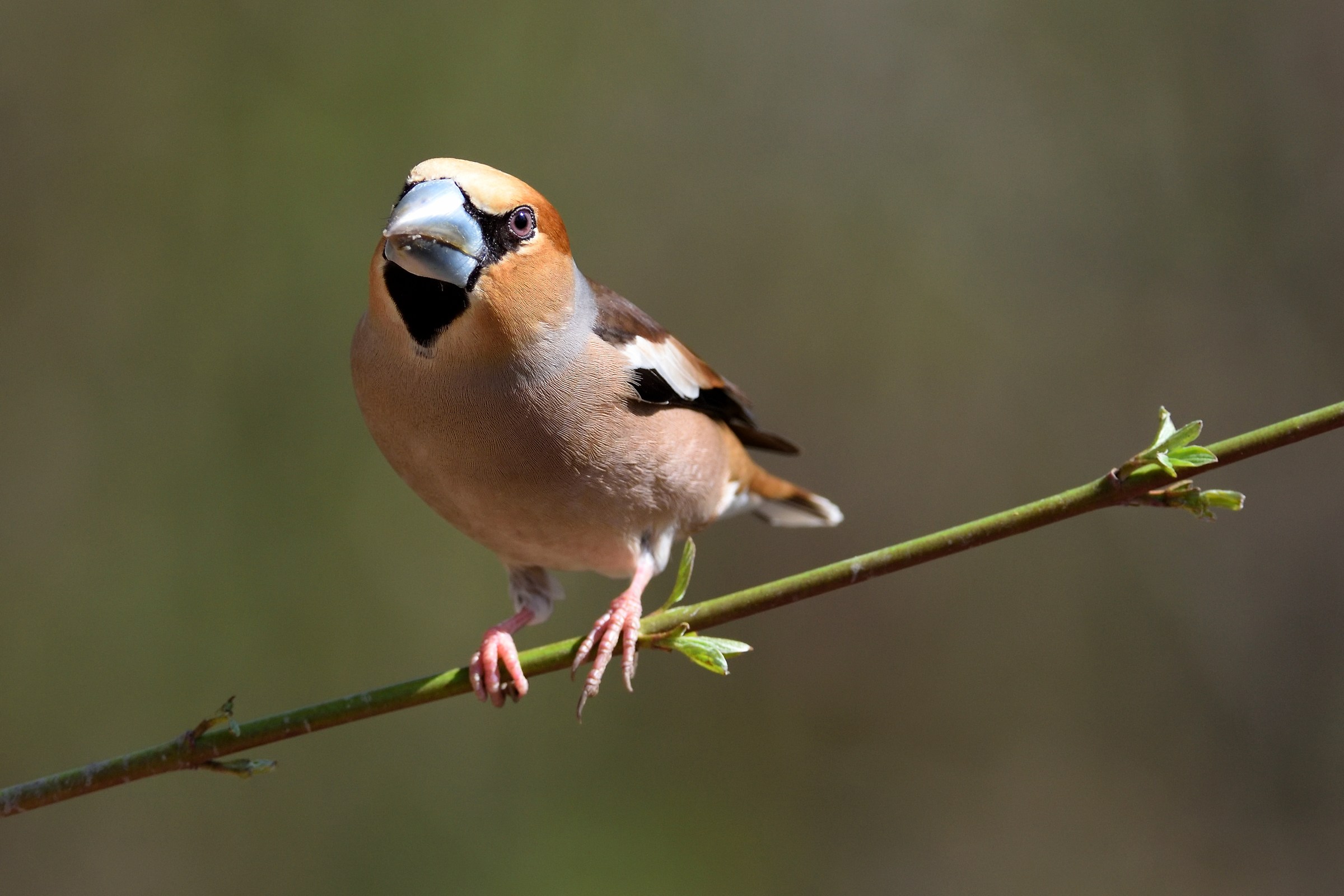 Hawfinch (Coccothraustes coccothraustes)