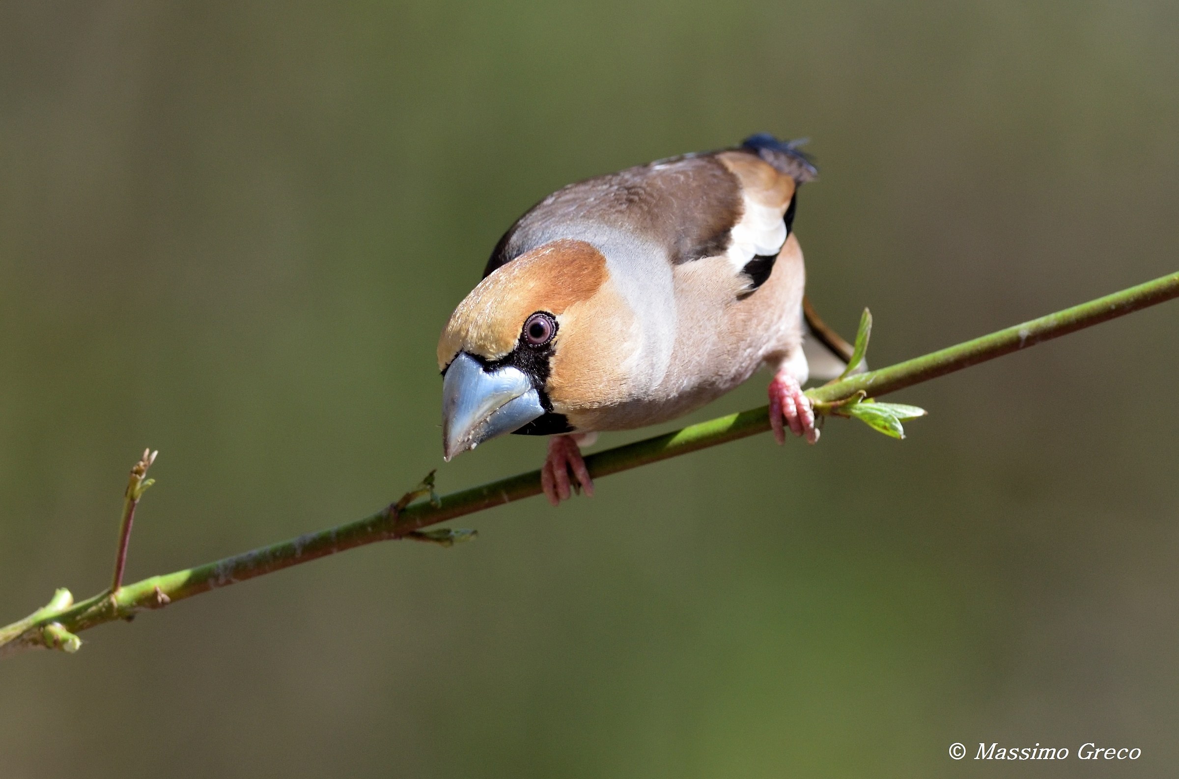 Hawfinch (Coccothraustes coccothraustes)