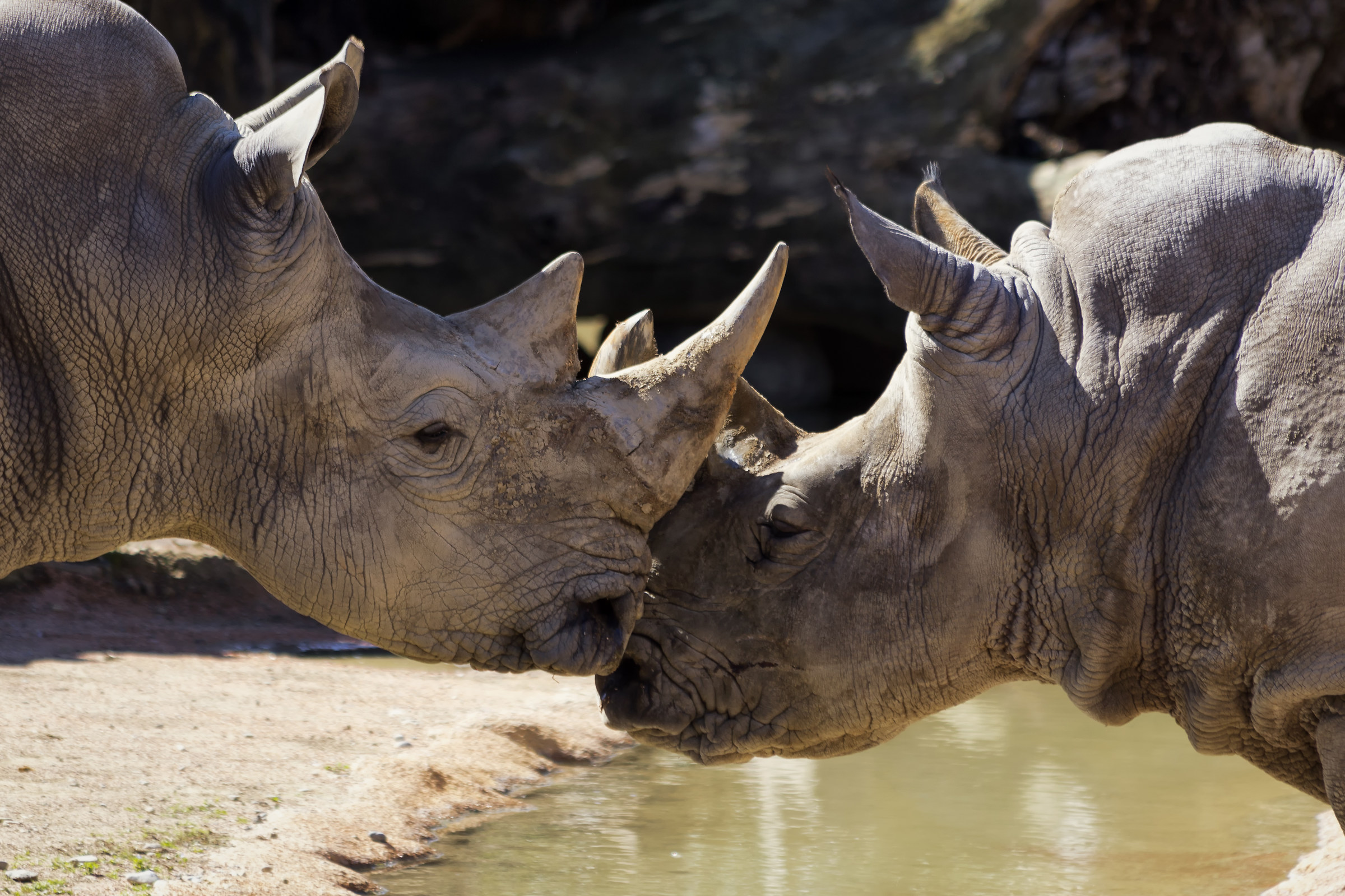 Rhinos Kiss