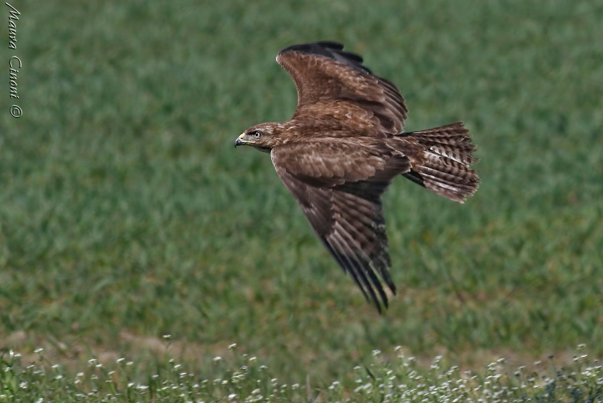Buzzard in grazing flight