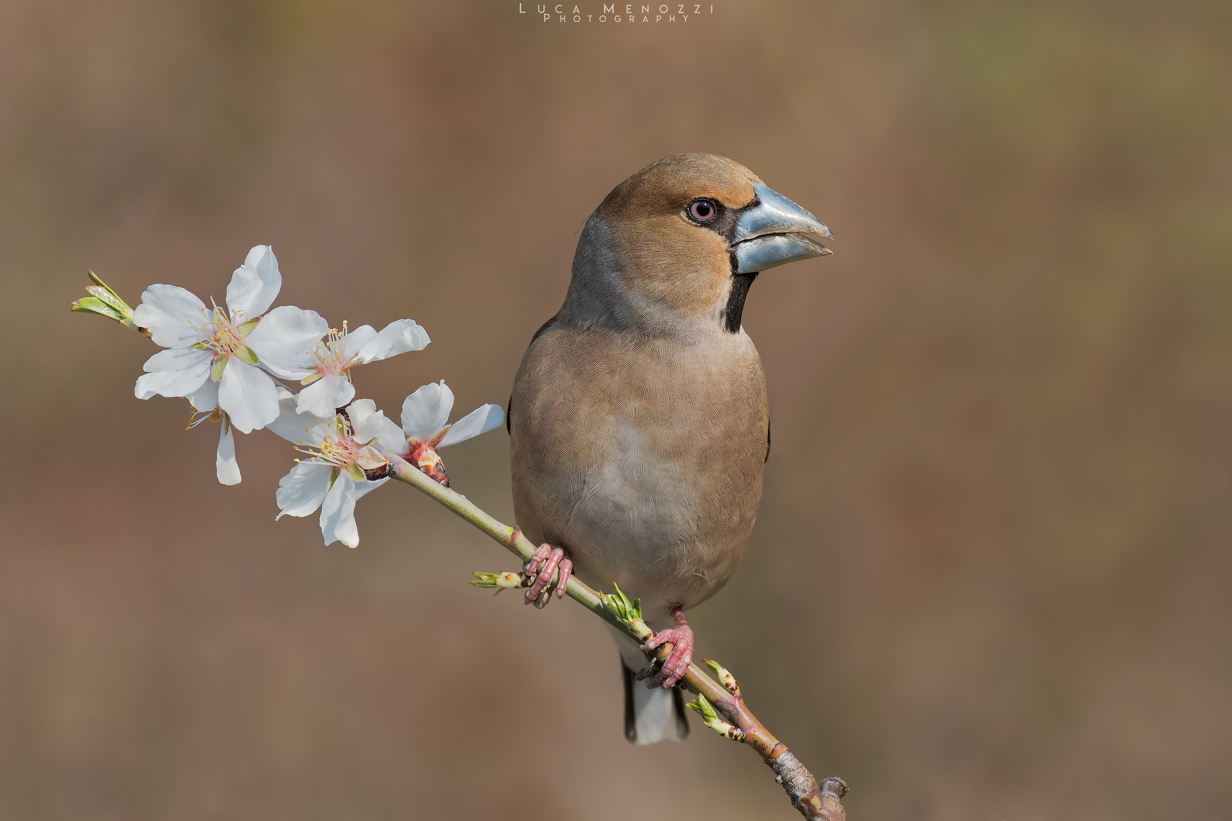 Frosone on Almond Flowers