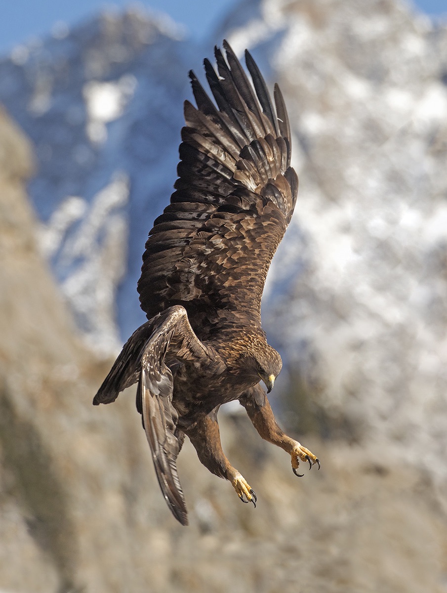 Golden Eagle