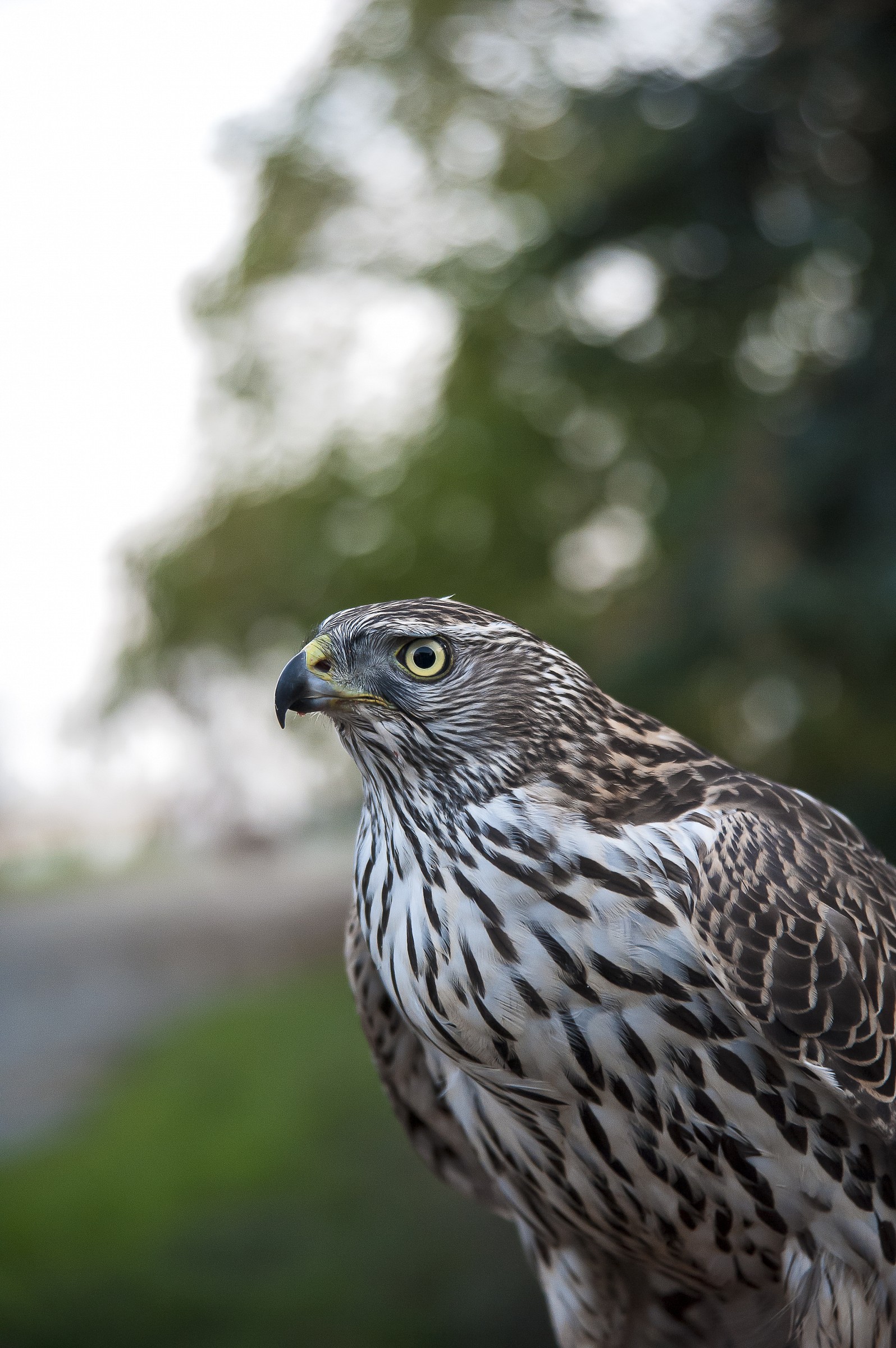 Portrait goshawk