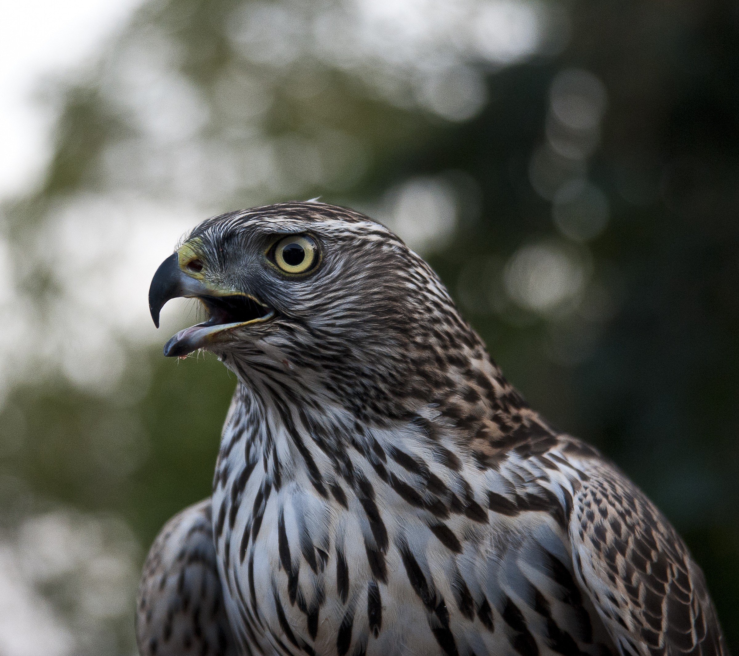 Portrait hawk 2