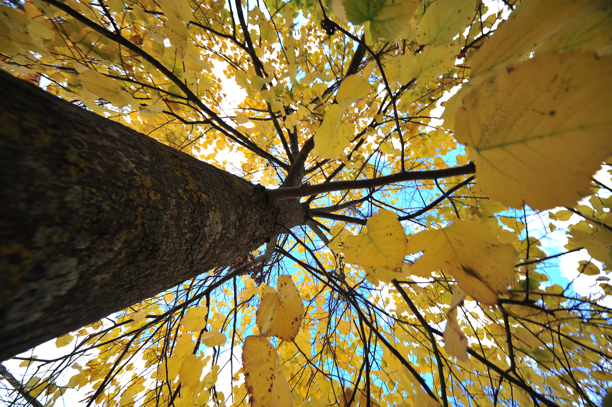 la parte nascosta nelle foglie