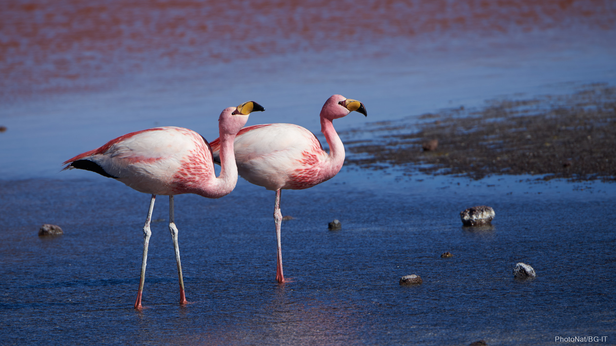 Bolivia - Mesas Uyuni - Laguna Colorada