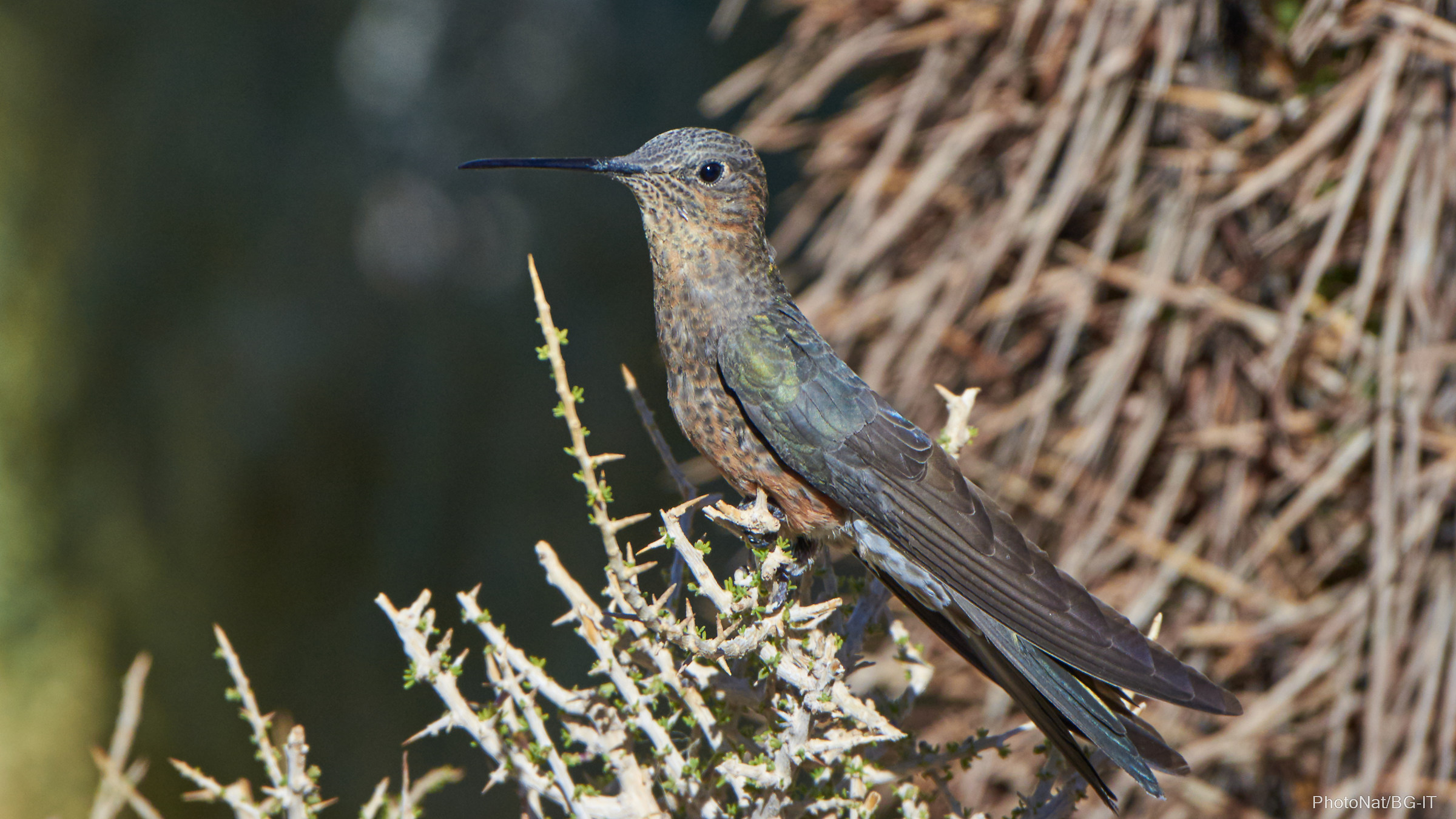 Bolivia - Salar de Uyuni