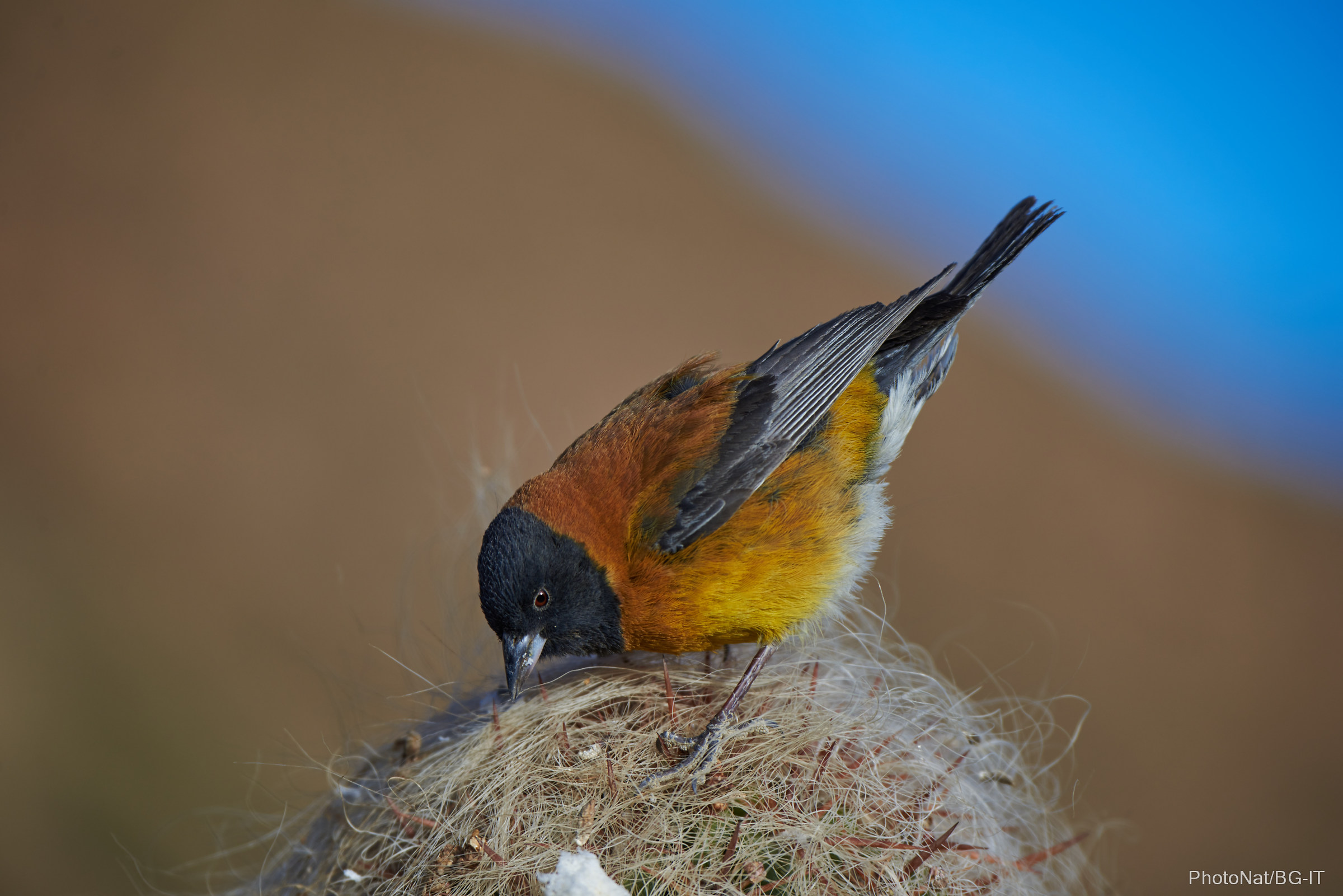 Bolivia - Mesas Uyuni