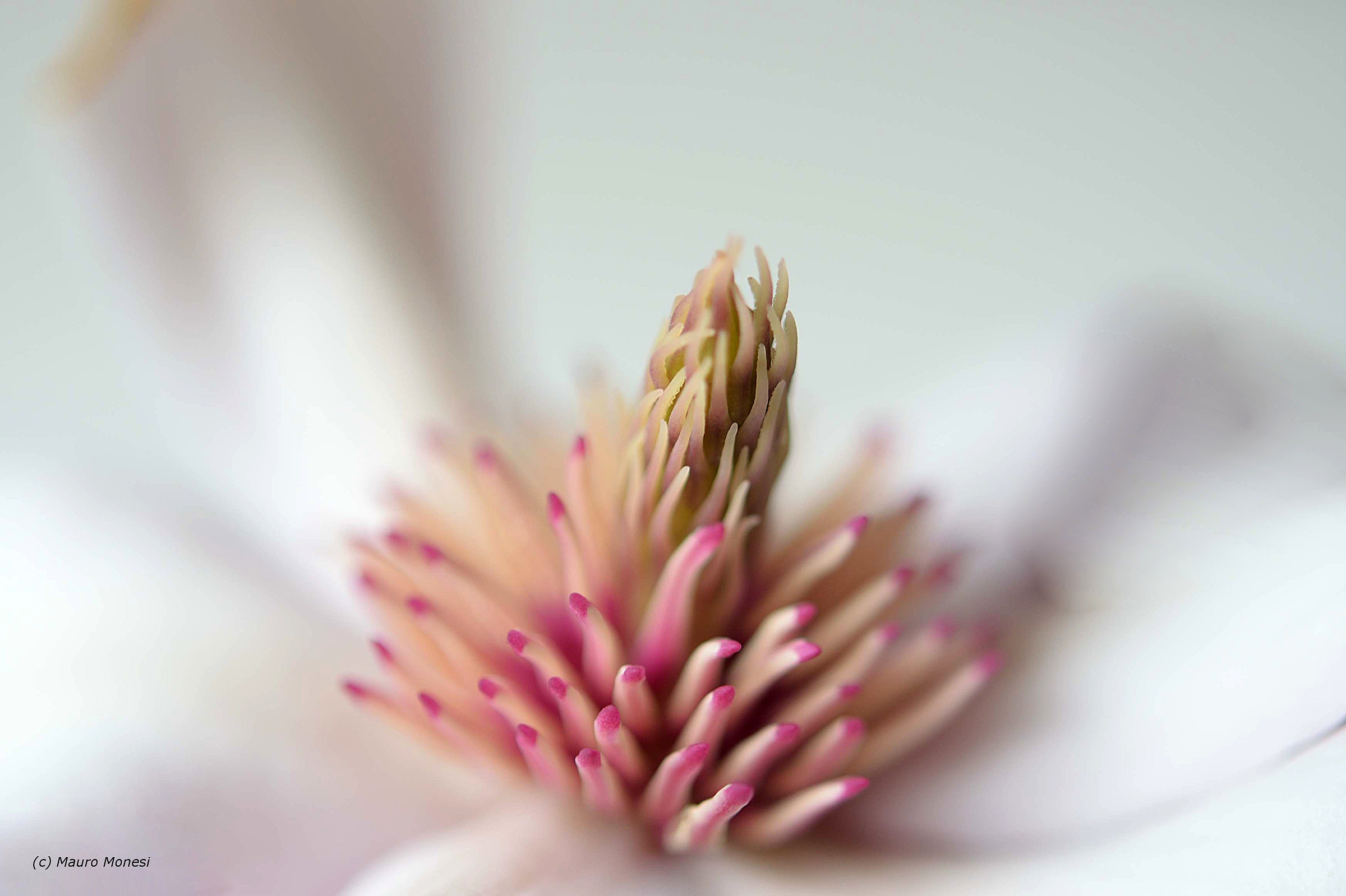 Al centro della magnolia