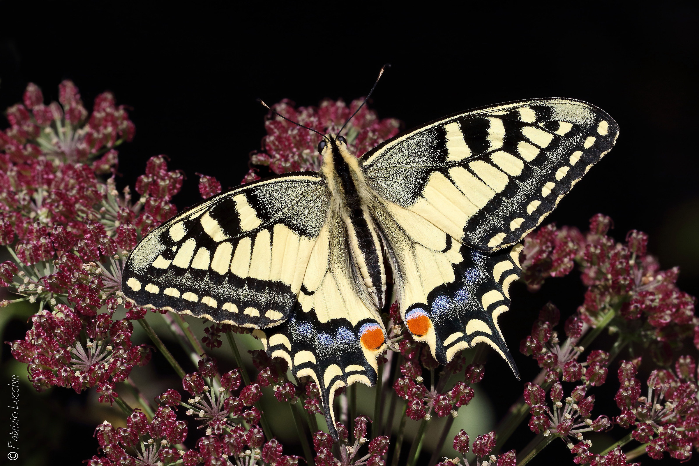 Papilio machaon