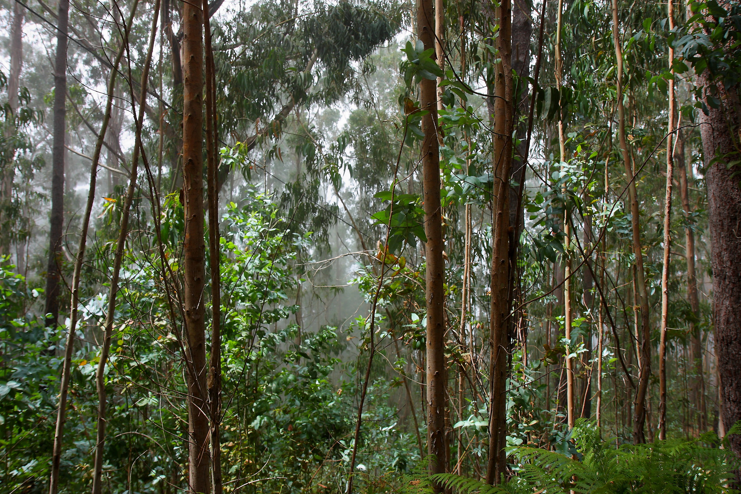Eucalyptus in the fog
