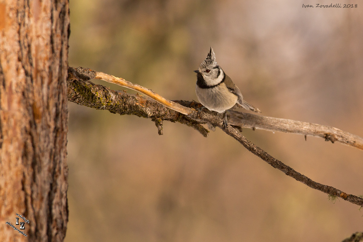 crested tit (lophophanes cristatus)