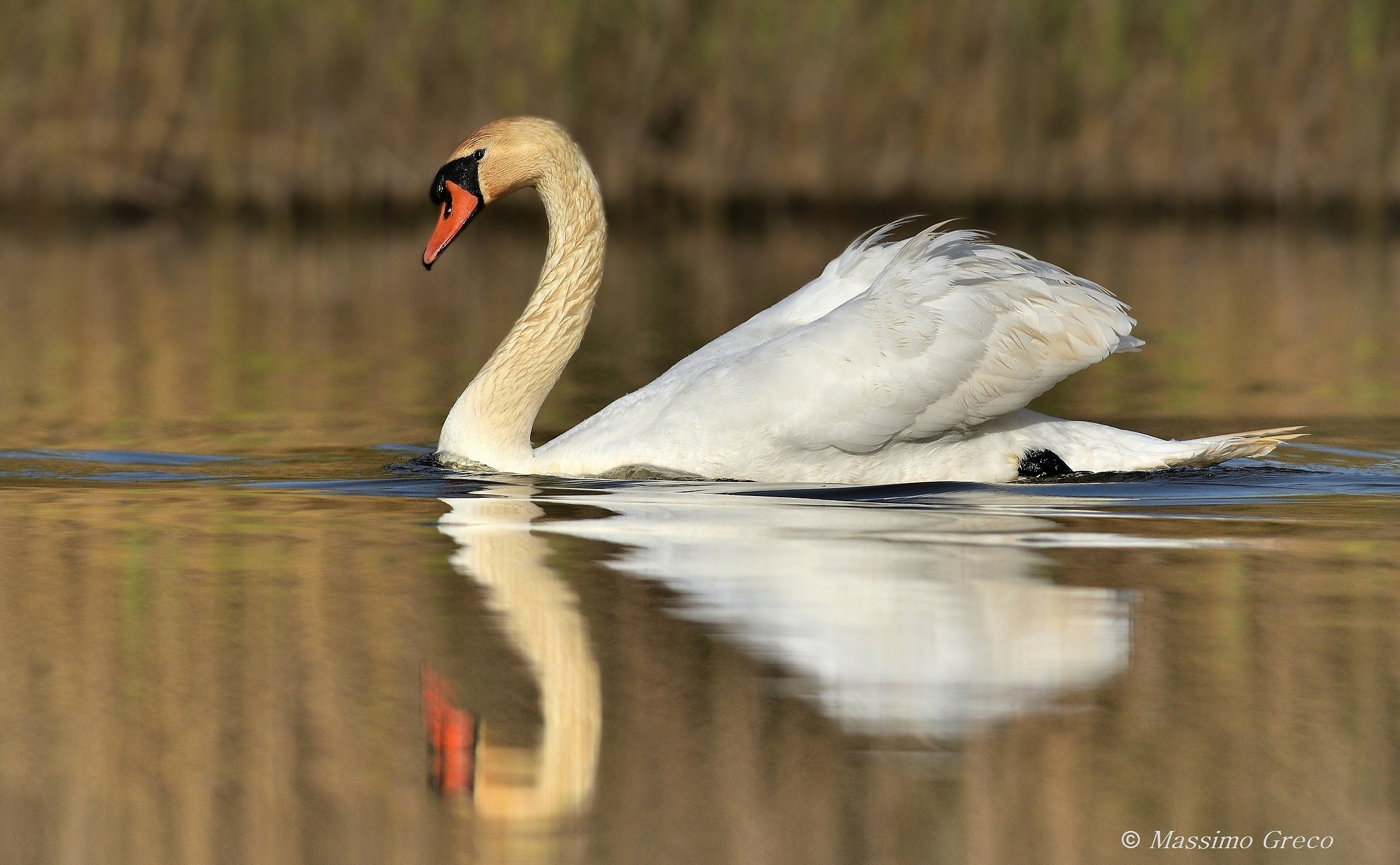 Mute Swan (Cygnus olor)
