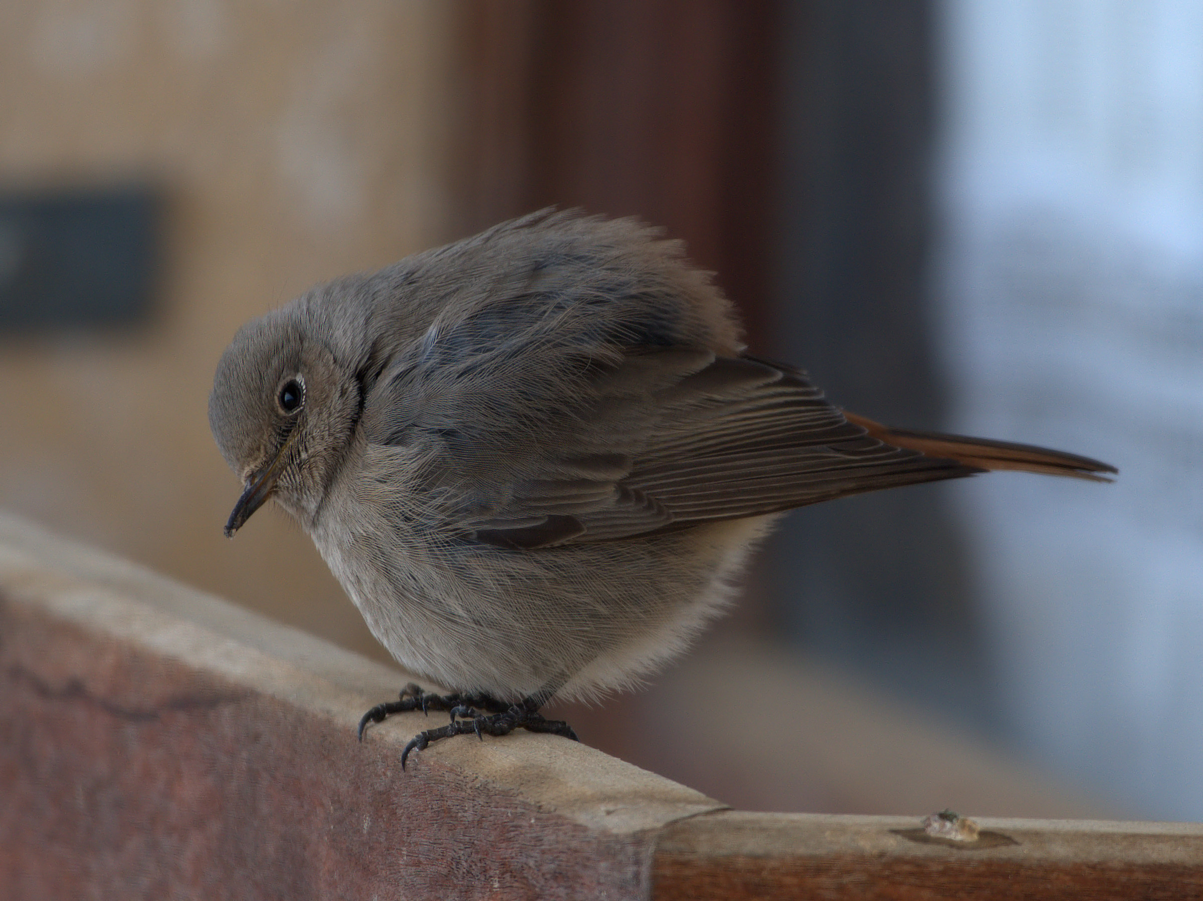 Codirosso a palla...