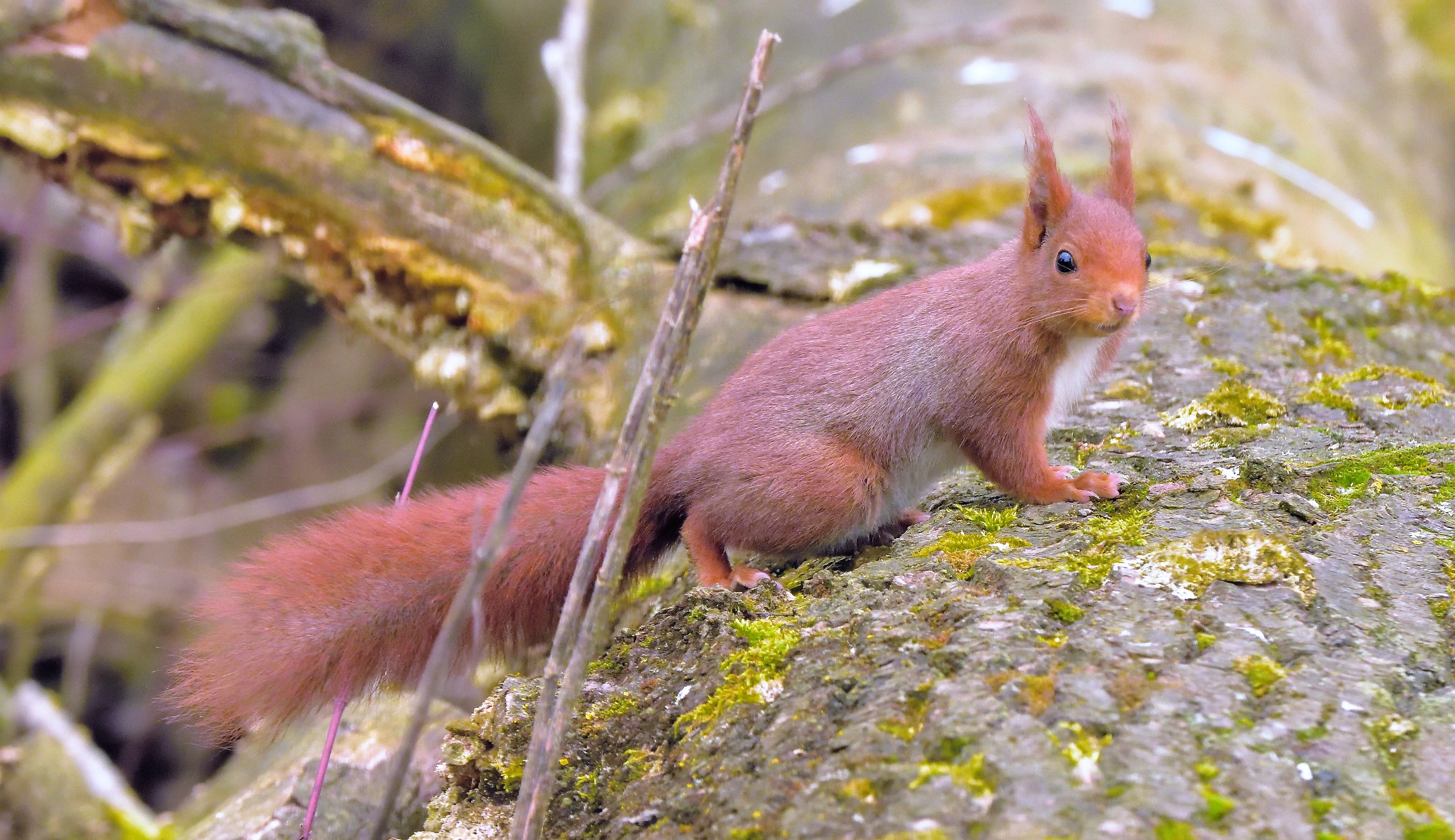 red squirrel