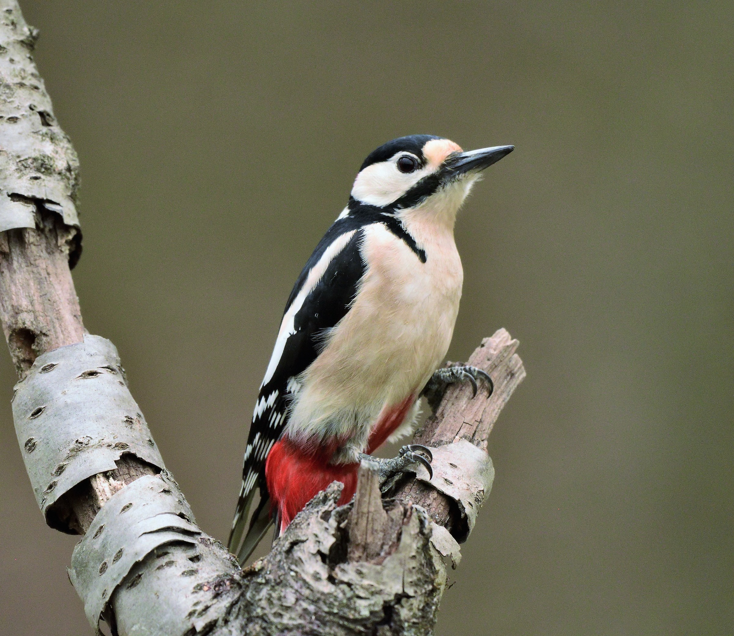 red woodpecker