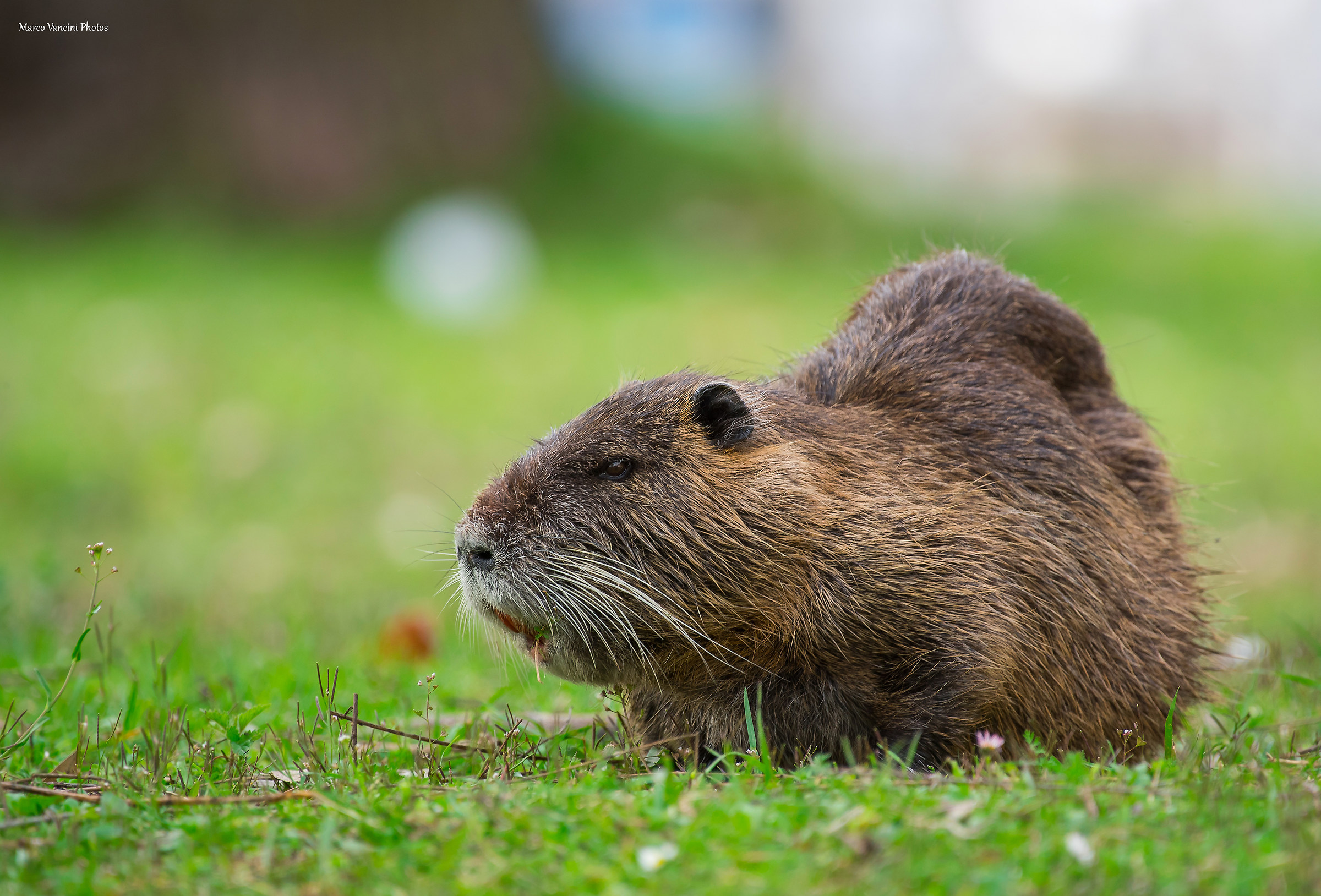 A nice nutria