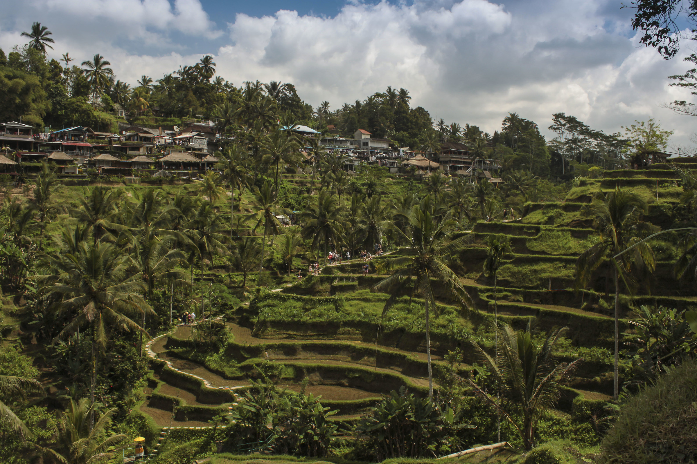 rice terrace