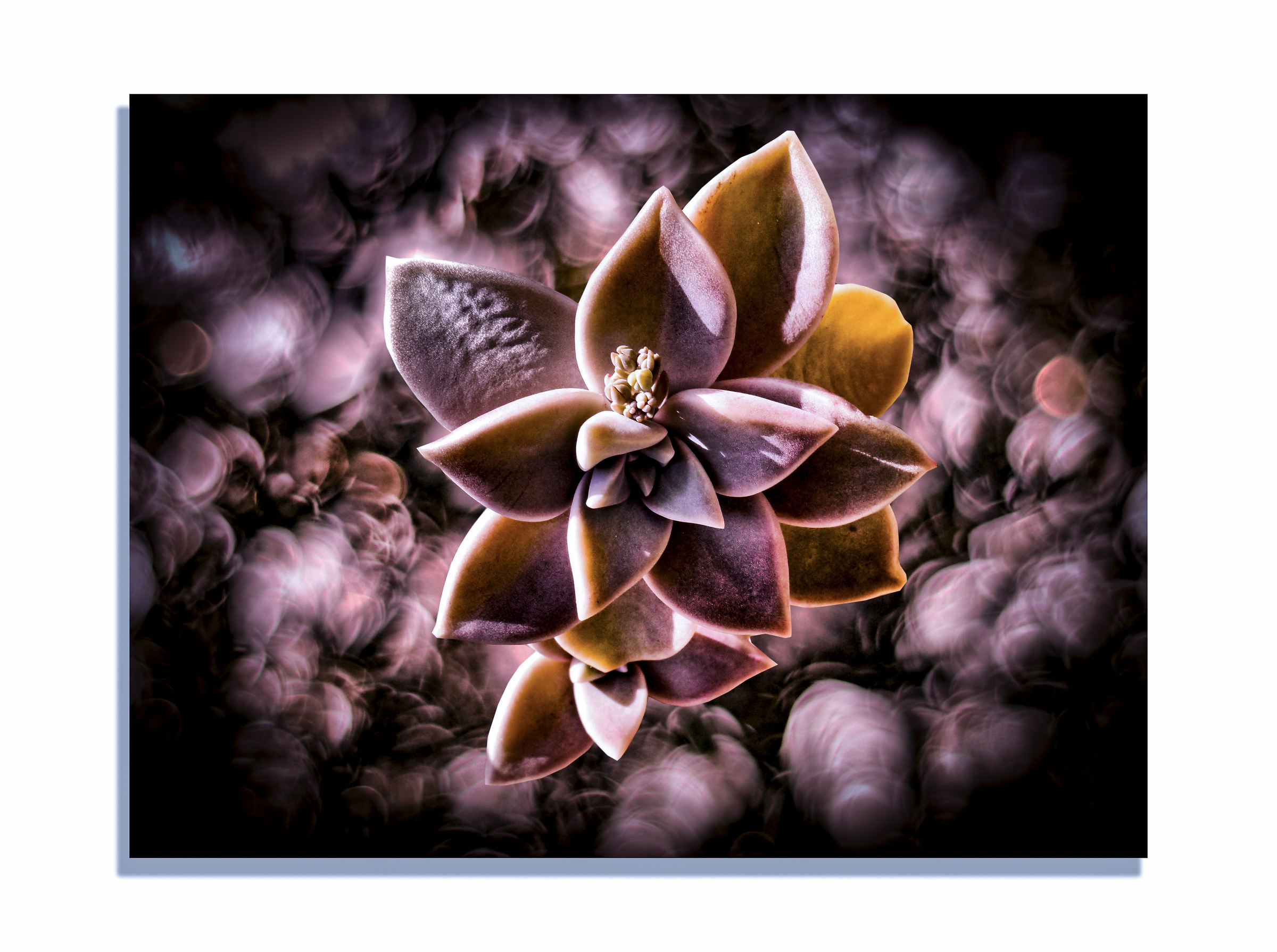 graptopetalum paraguayense