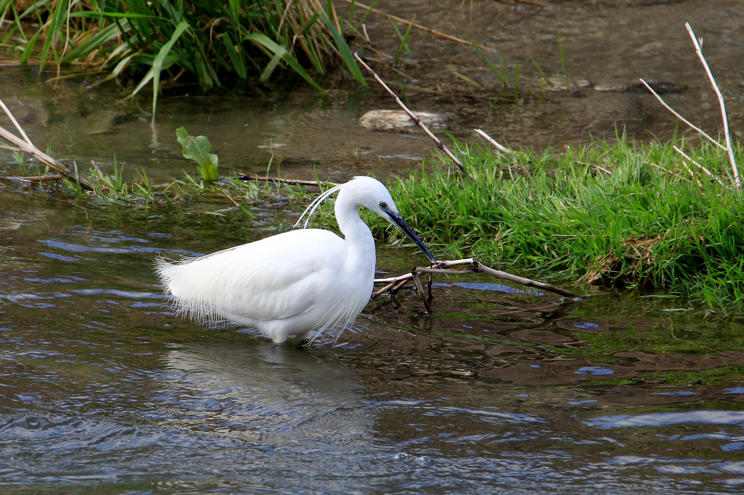 Egret in fishing