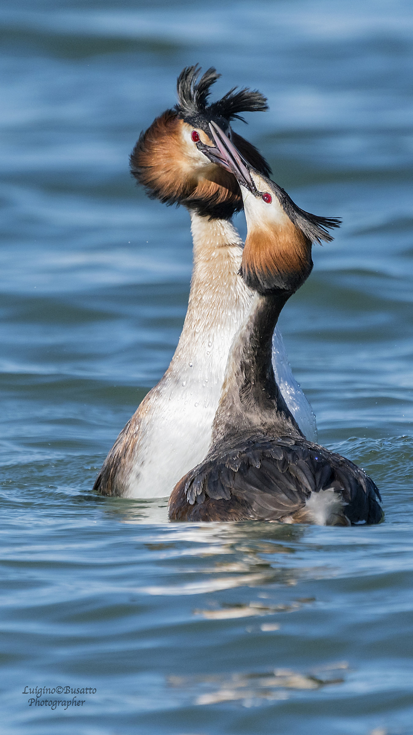 Great Crested Grebe