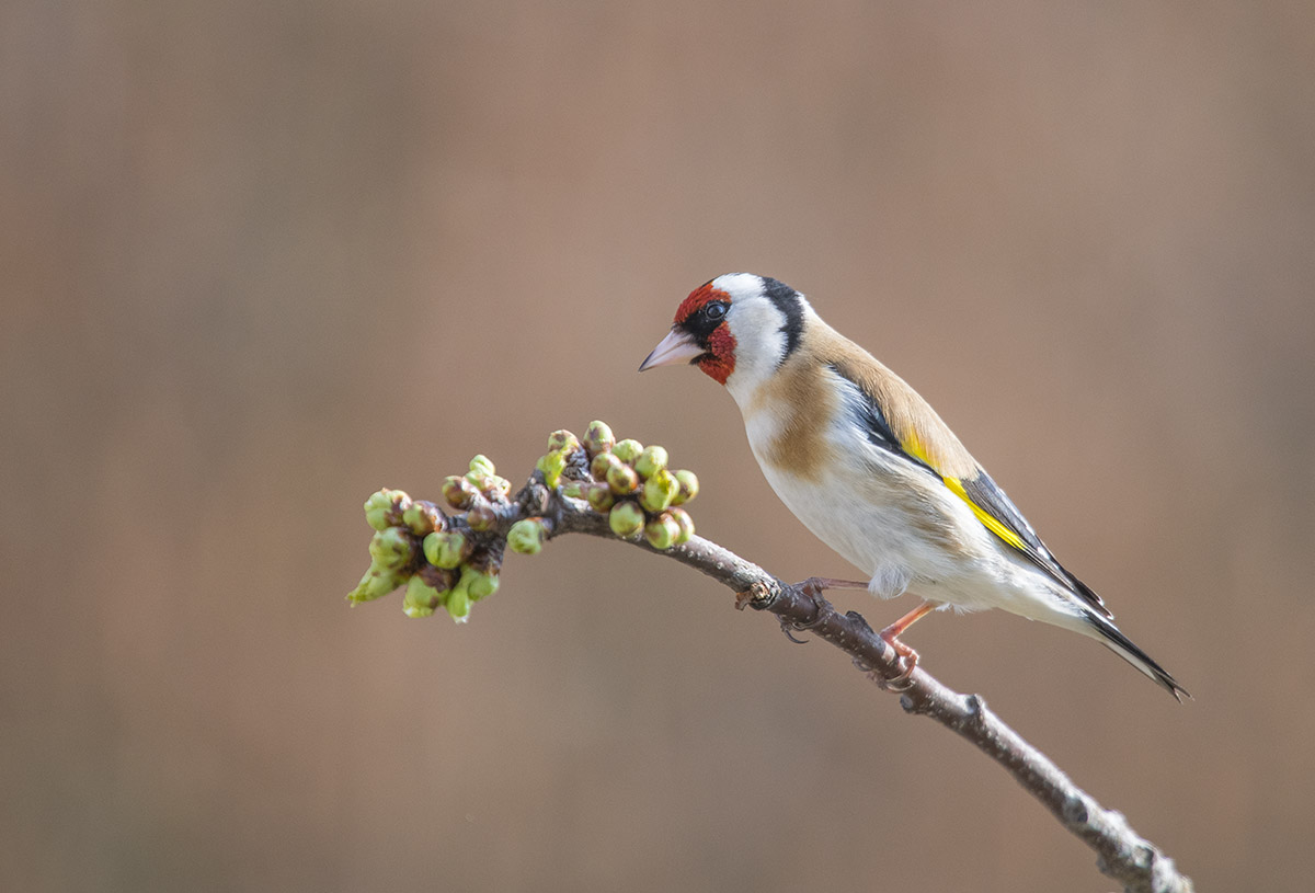 Goldfinch