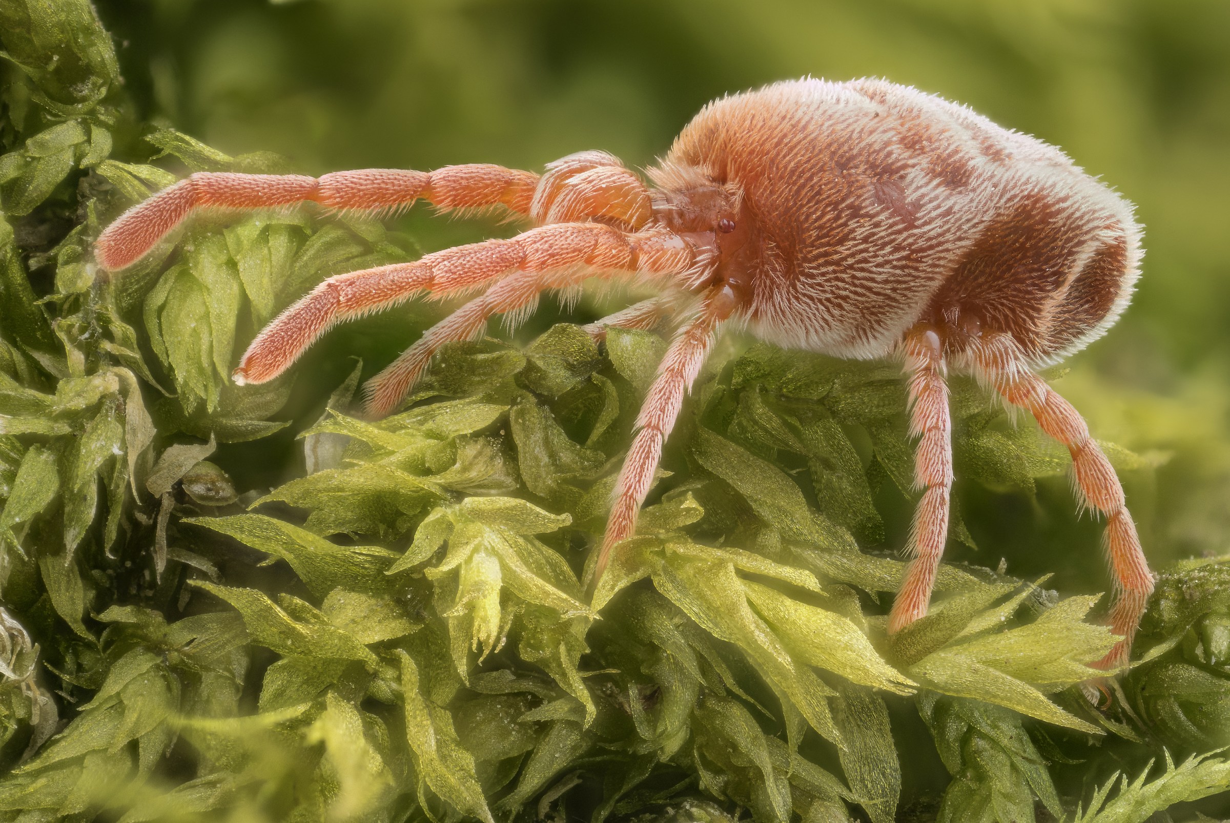 Trombidiidae (mite)