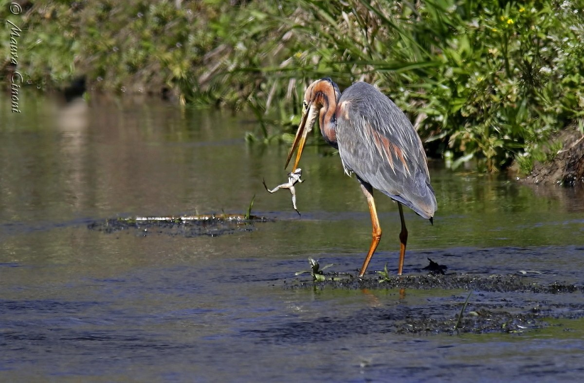 Purple Heron with Frog