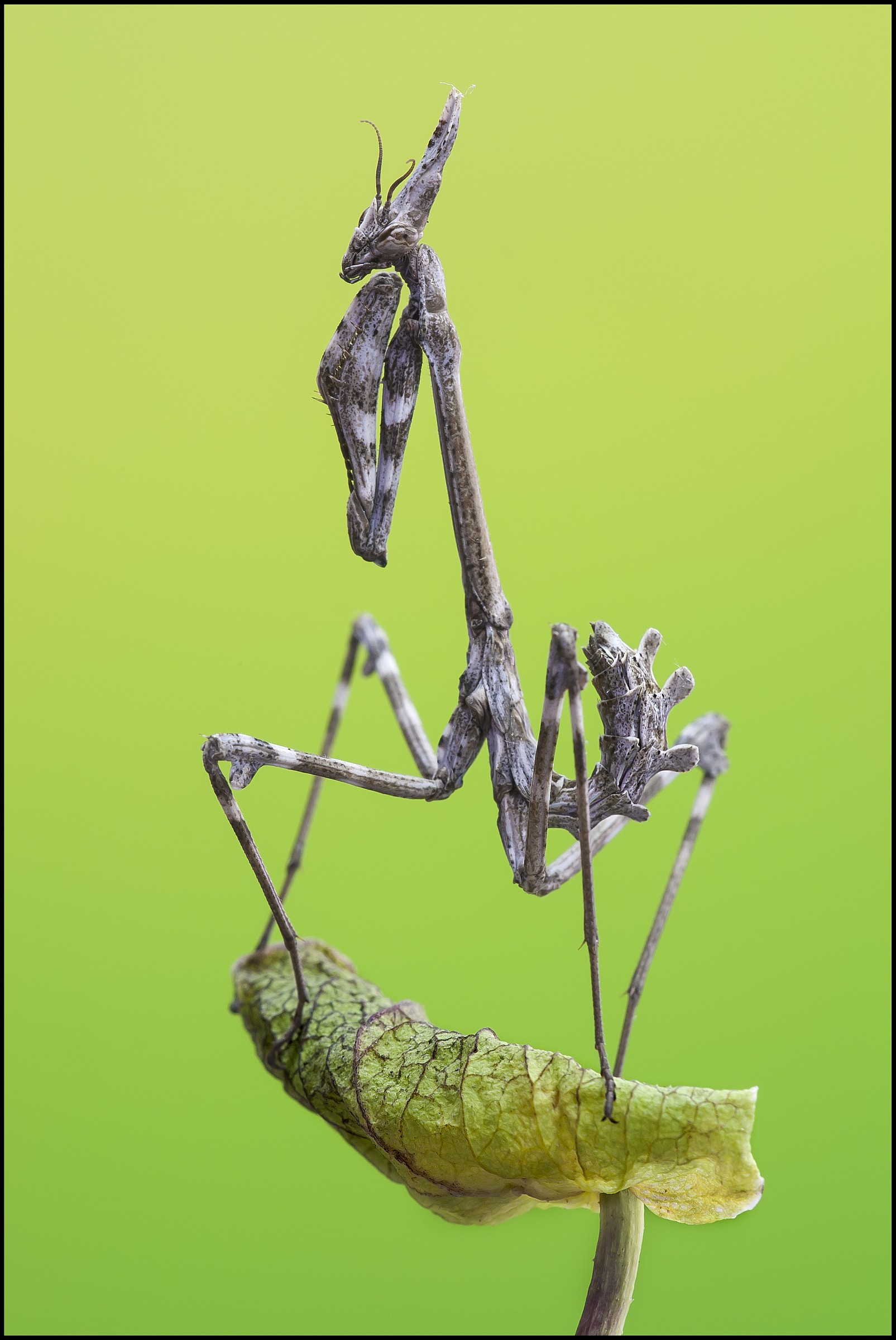 Female Empusa Pennata