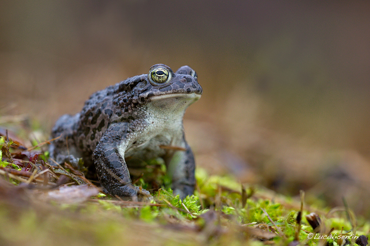 Green Toad