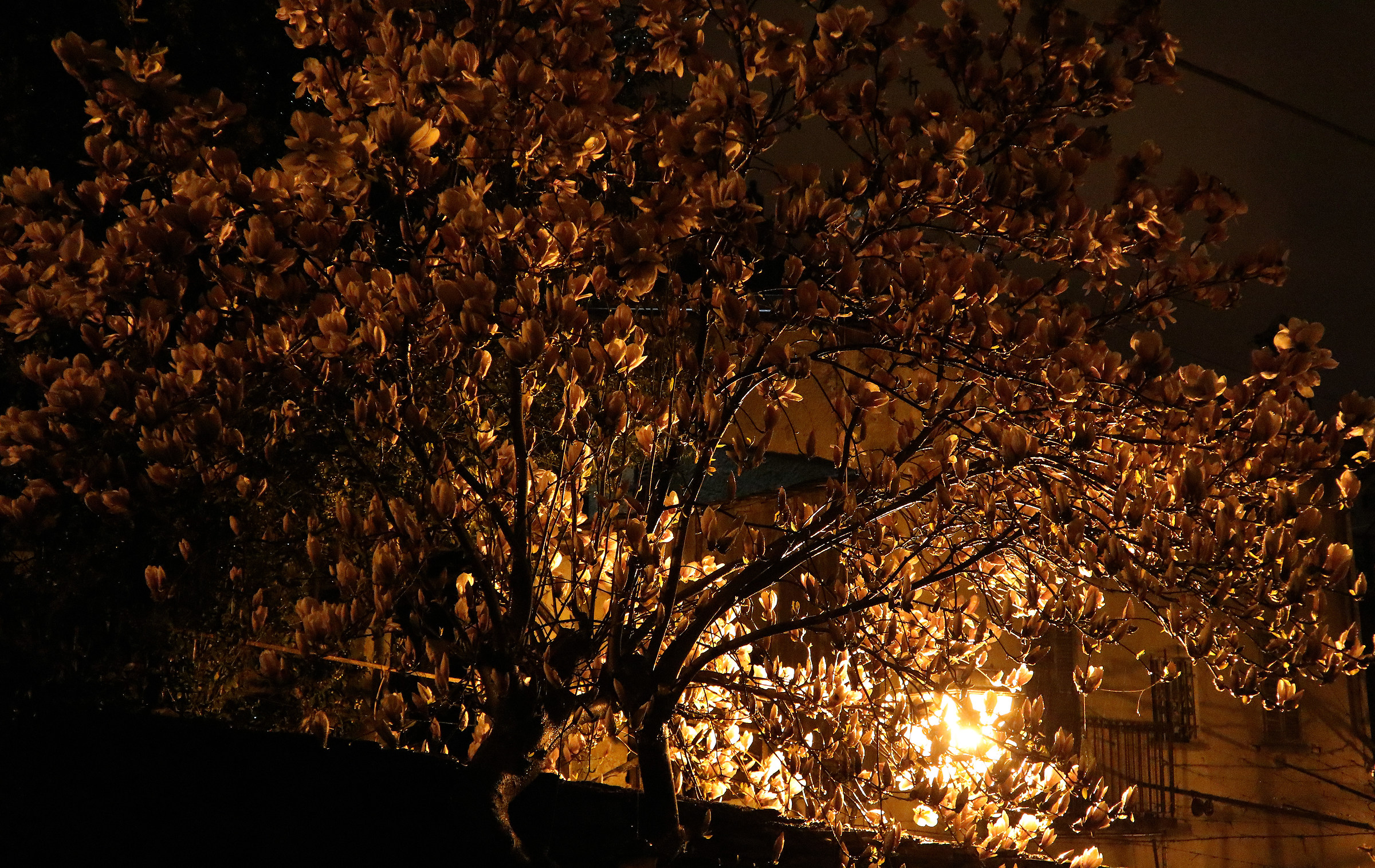 starry night (Magnoglia)