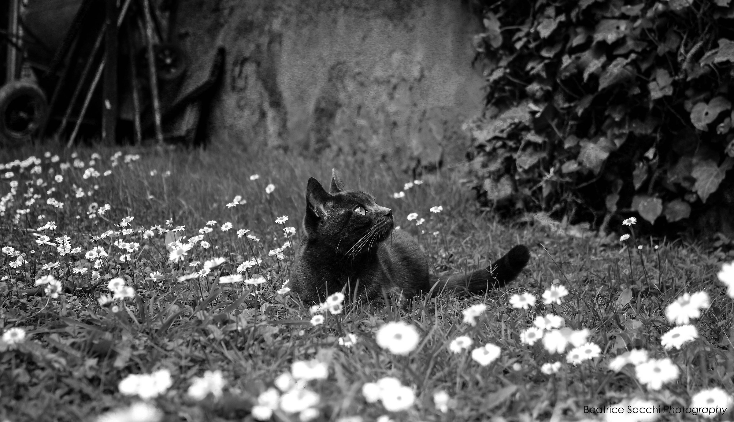 Lilli nel Paese delle Margherite