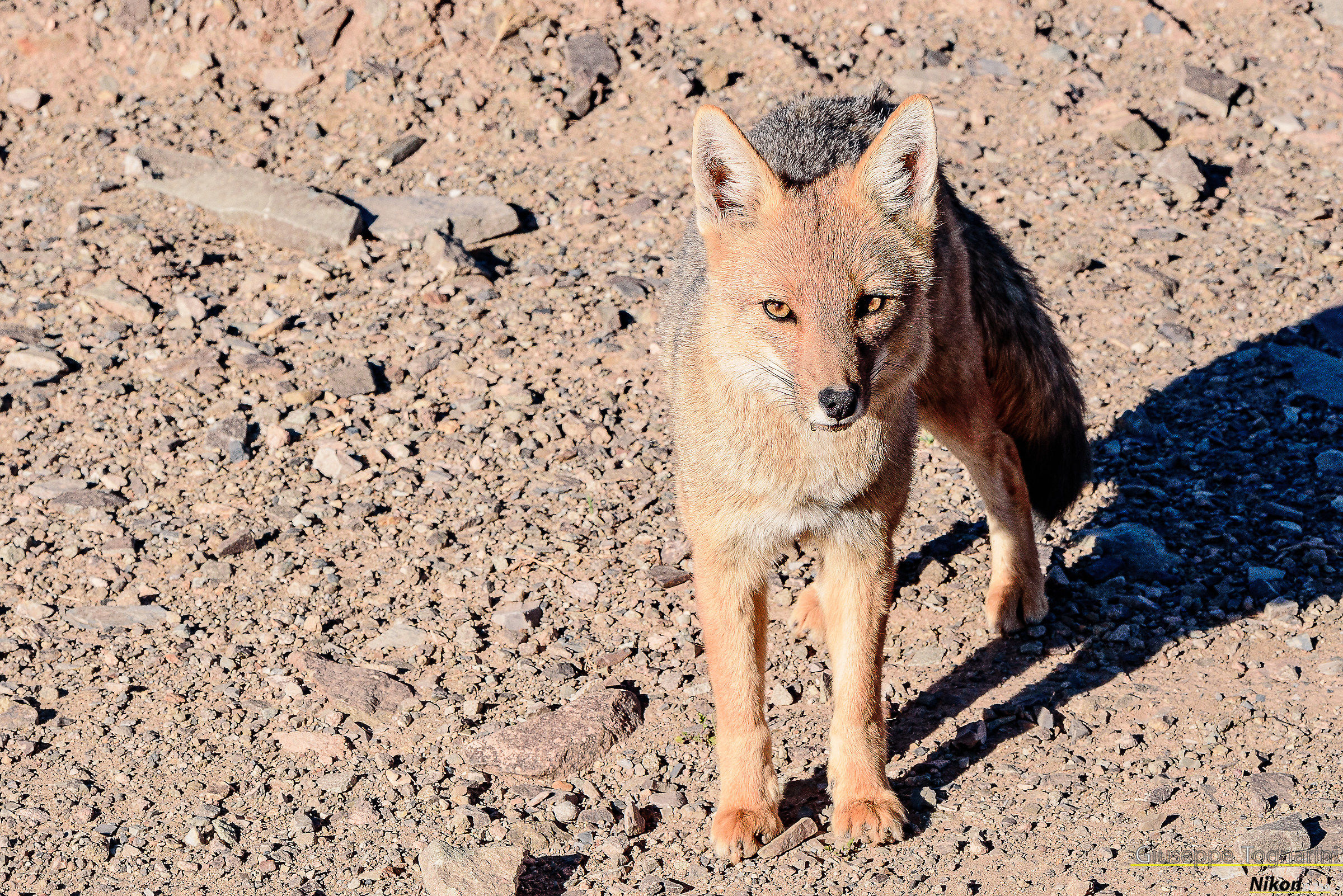 Red Fox (Fox of the Andes)