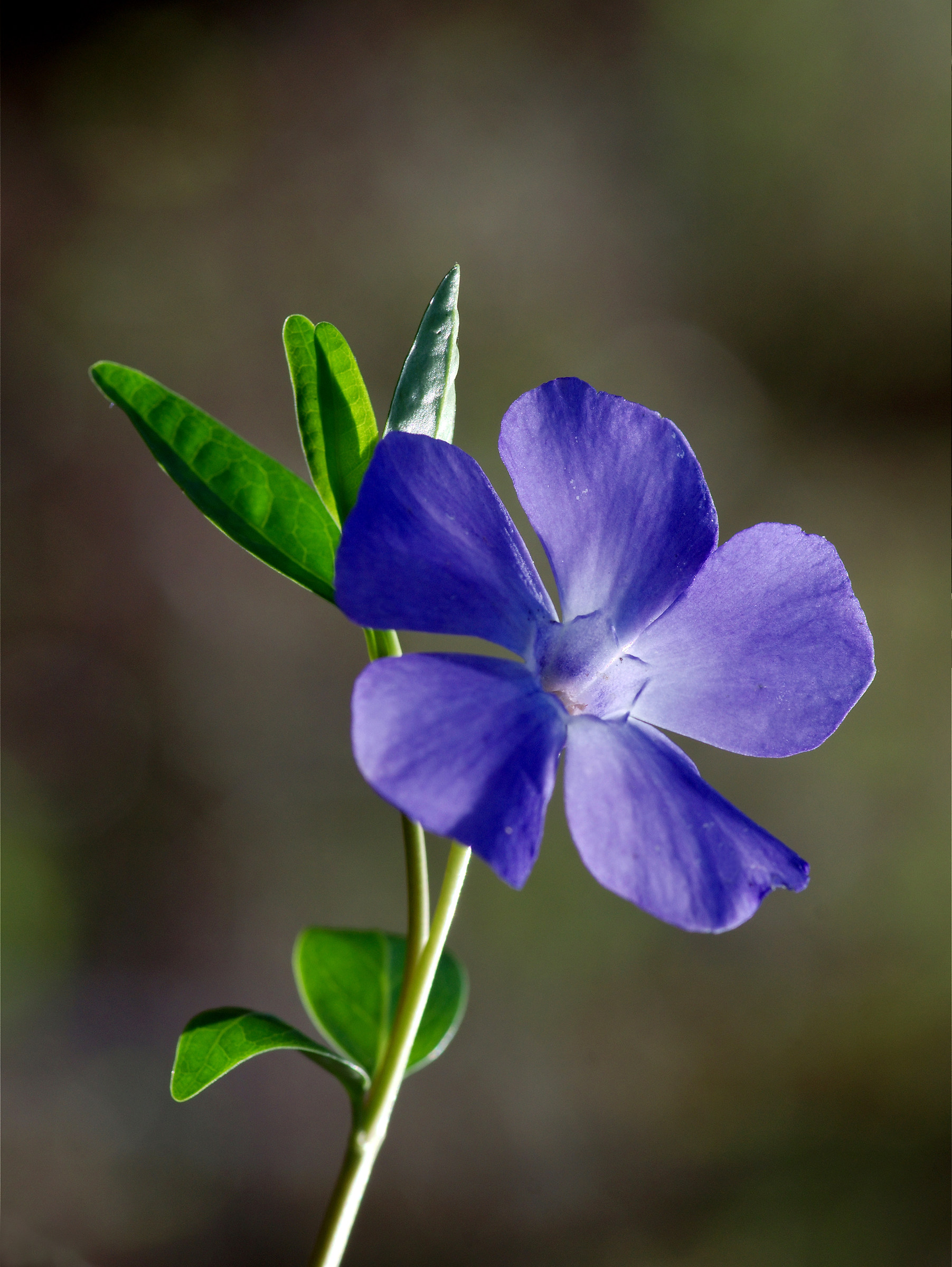 Girandola primaverile