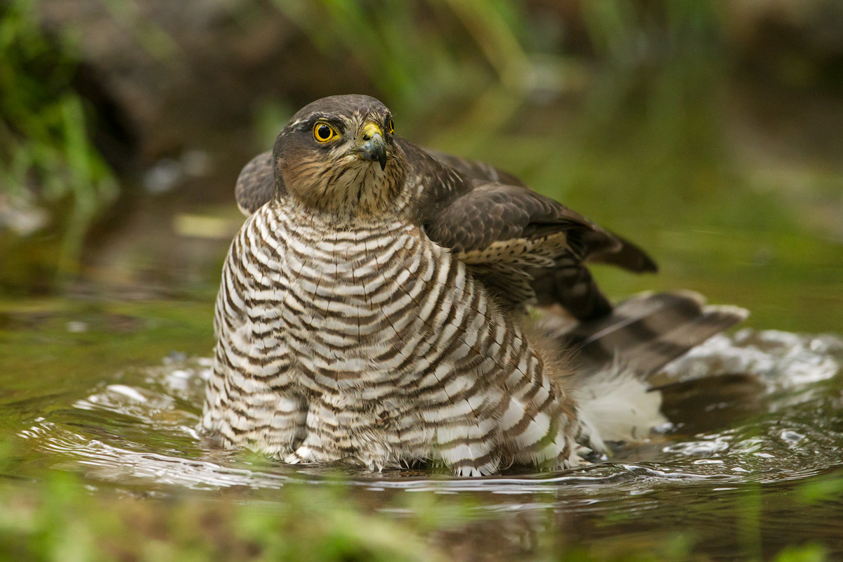 il bagno dello sparviere