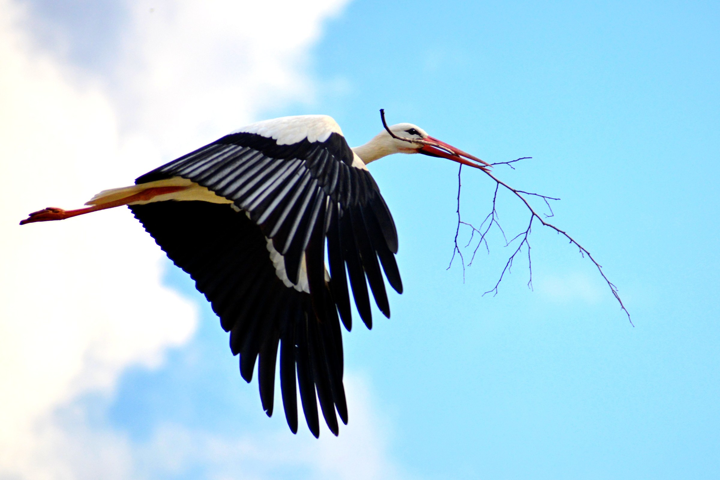 STORK IN FLIGHT