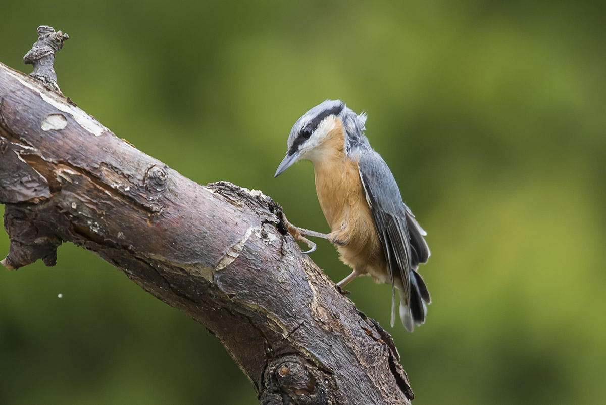 Nuthatch