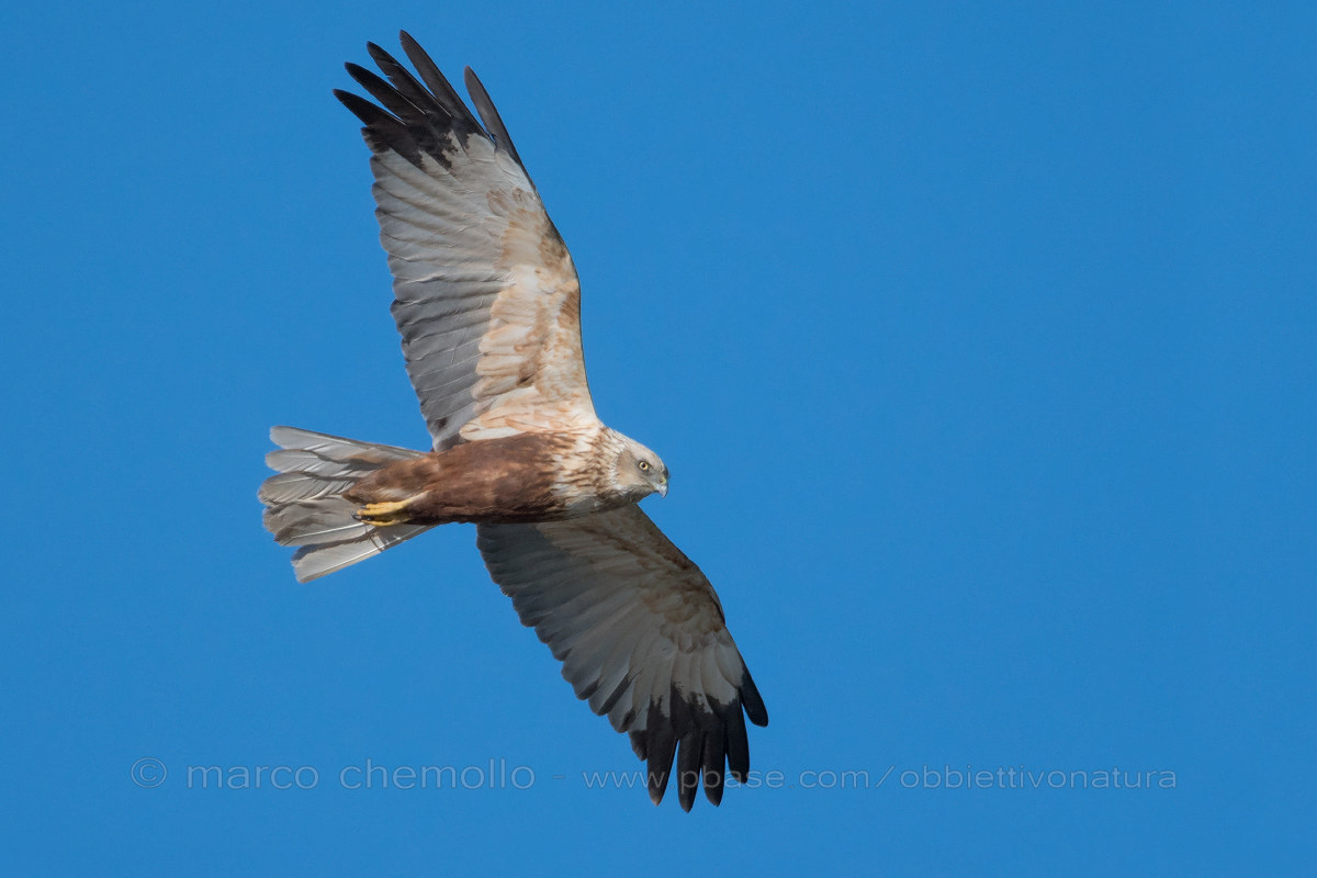 Marsh Harrier (Circus aeruginosus)